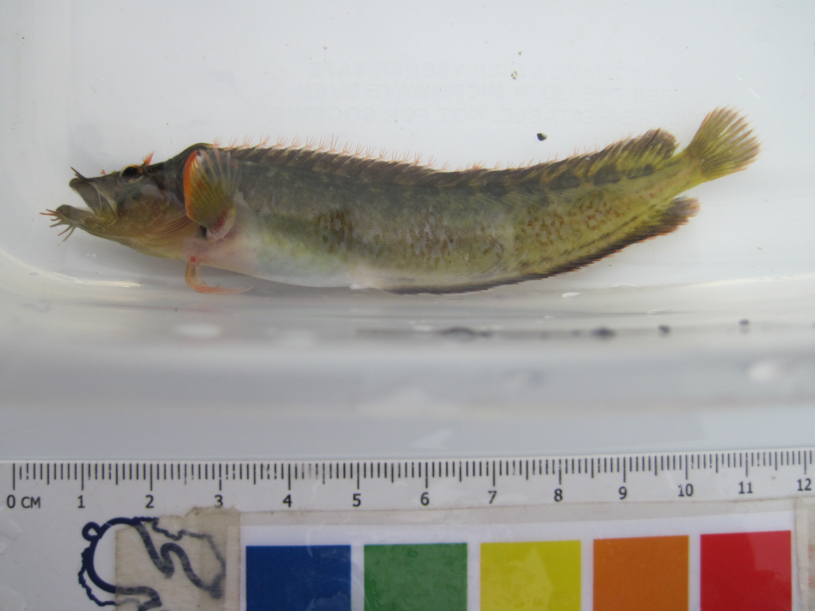 Barbelled klipfish (Cirrhibarbis capensis) — Clinidae — 3
