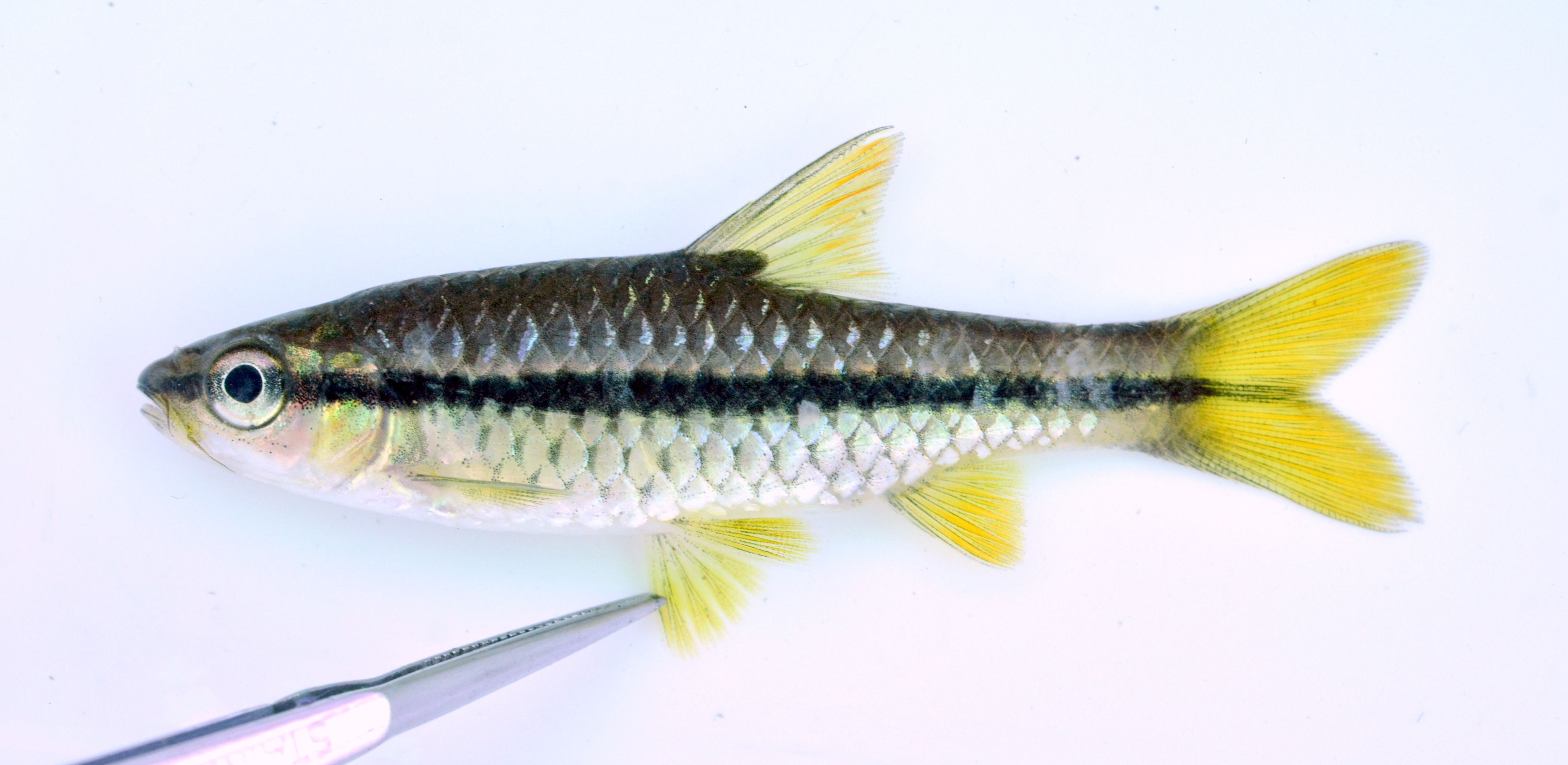 Orangefin barb (Enteromius eutaenia) — Cyprinidae — 2