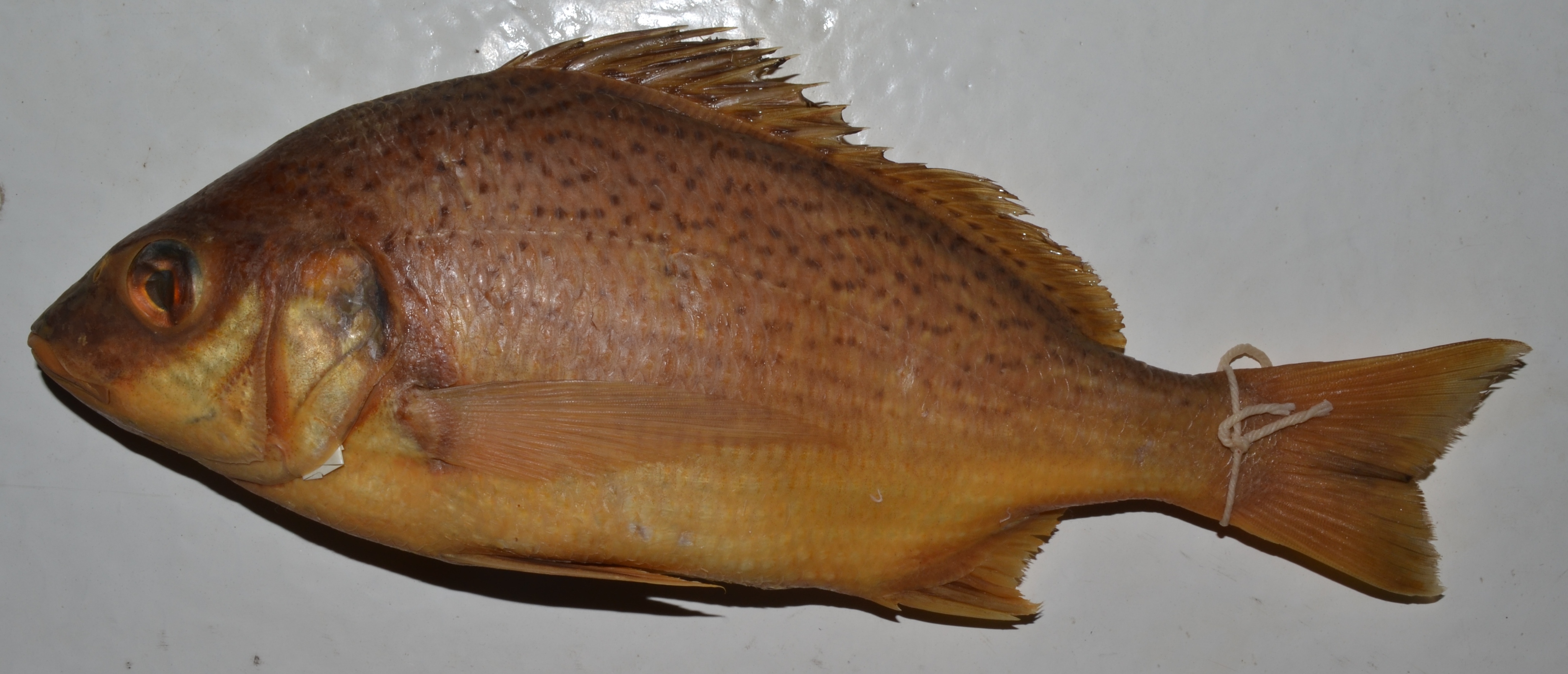 Perotet's grunt (Pomadasys perotaei) — Haemulidae — 5
