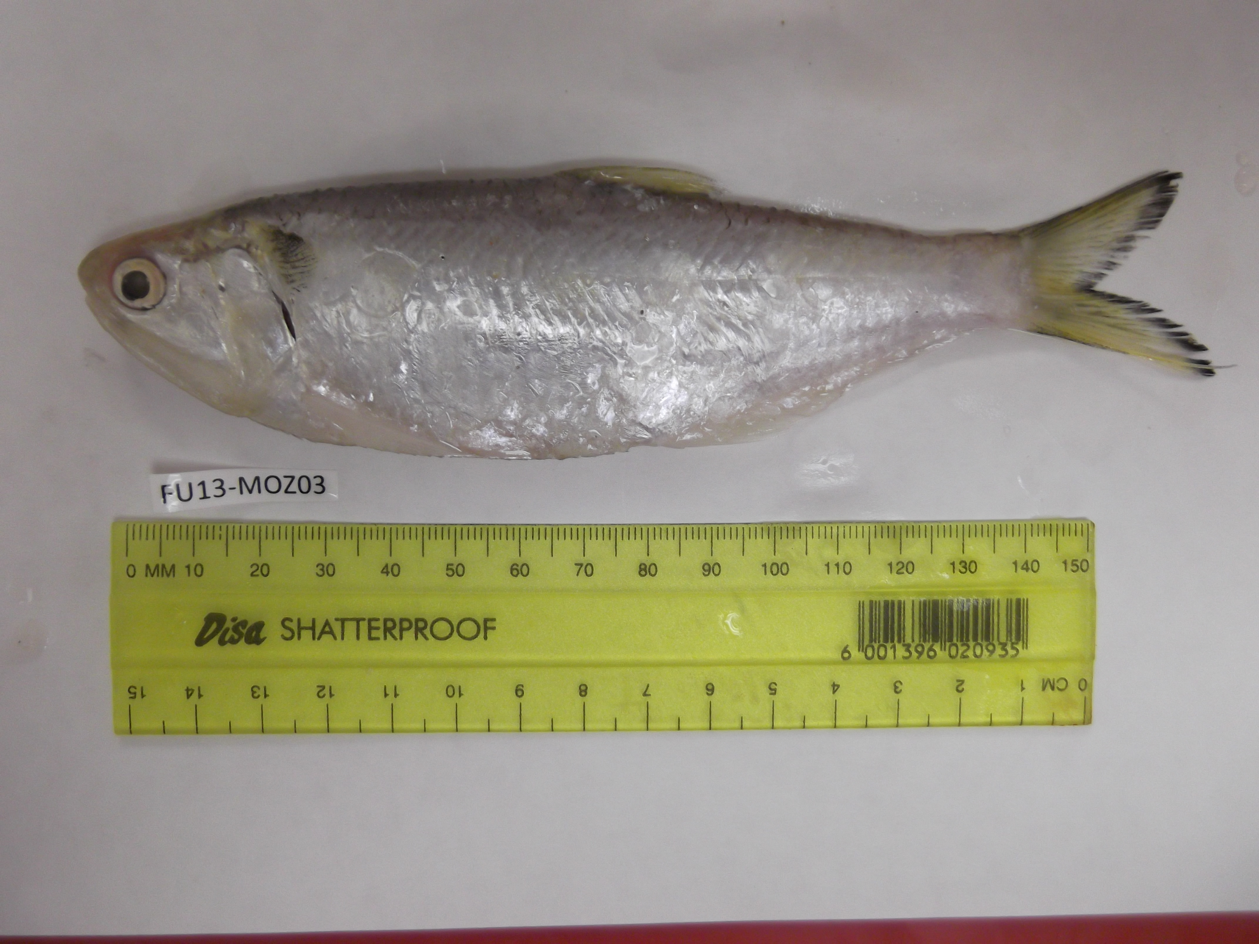 Baelama anchovy (Thryssa baelama) — Engraulidae