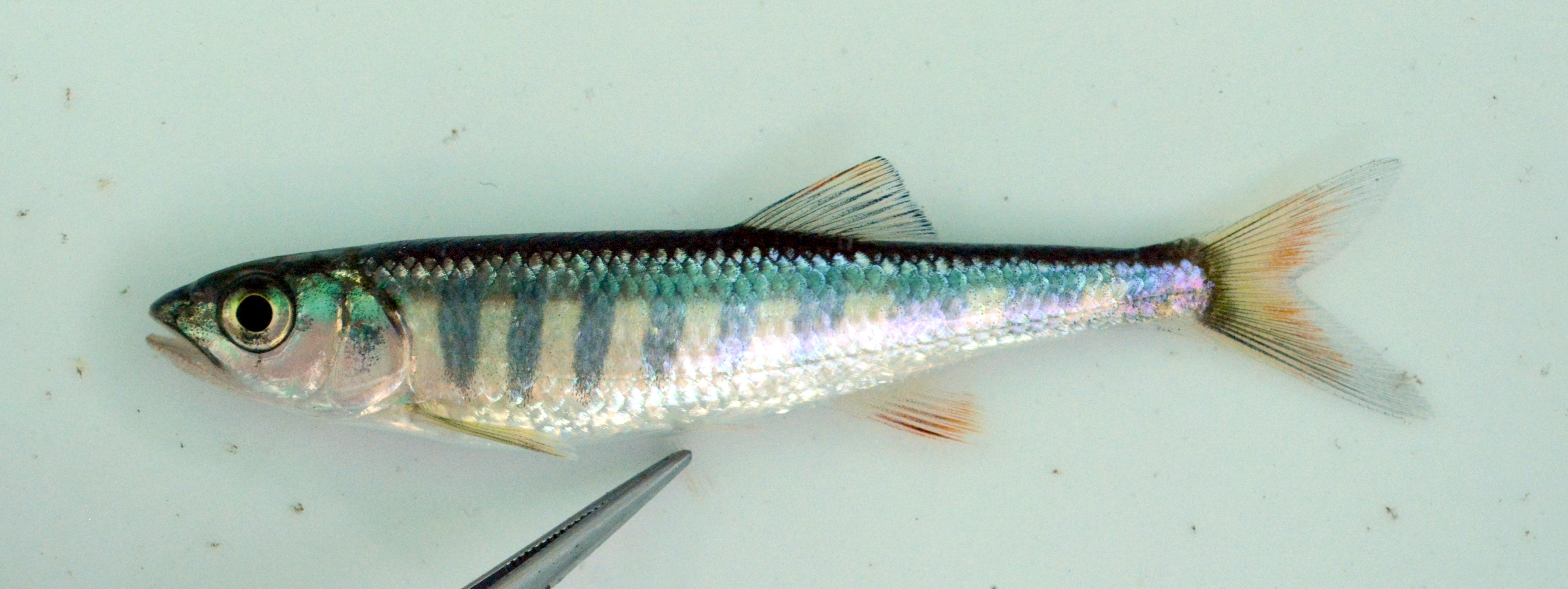 Barred minnow (Opsaridium zambezense) — Cyprinidae — 5