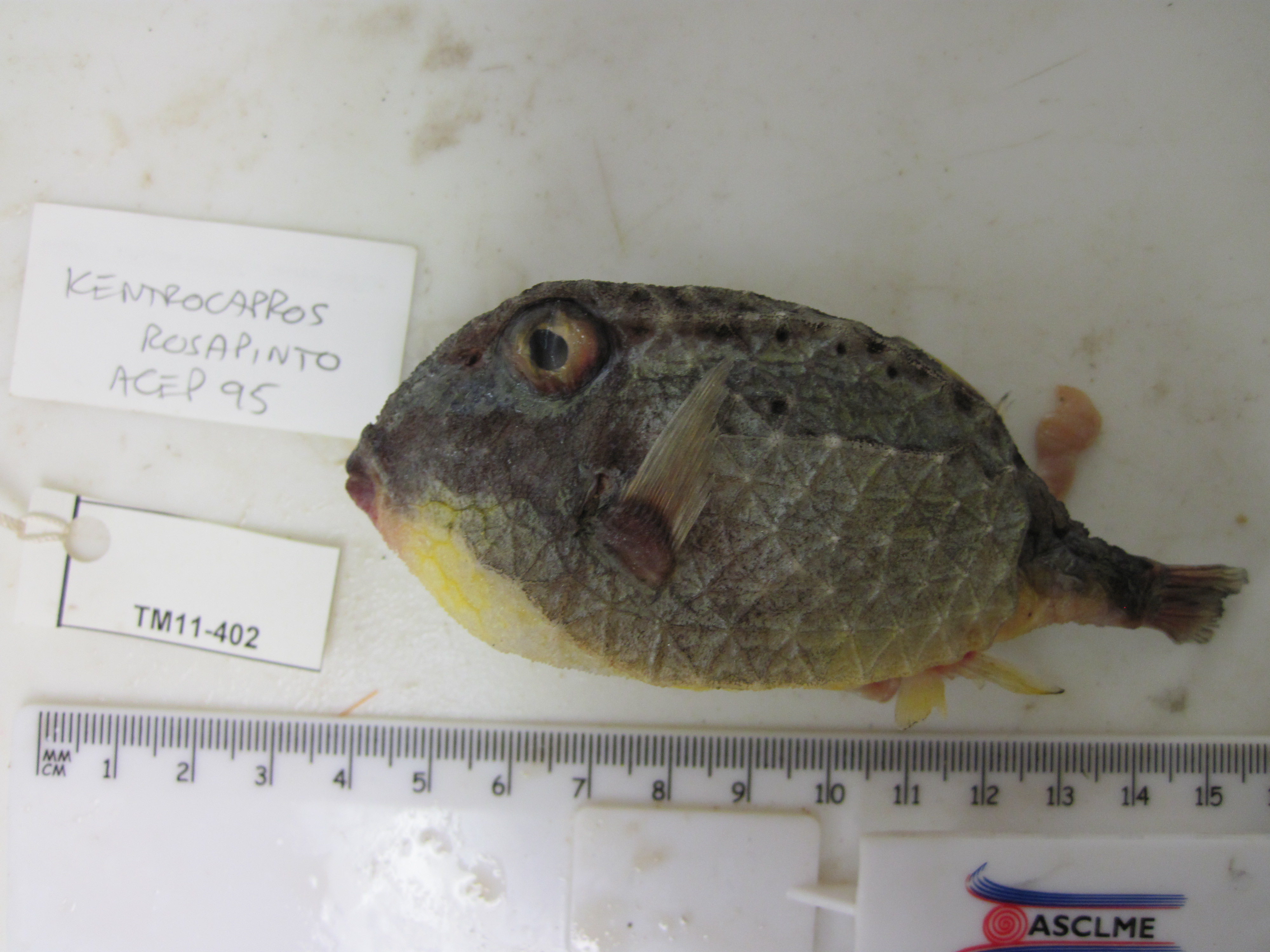 Deepwater basketfish (Kentrocapros rosapinto) — Aracanidae — 5