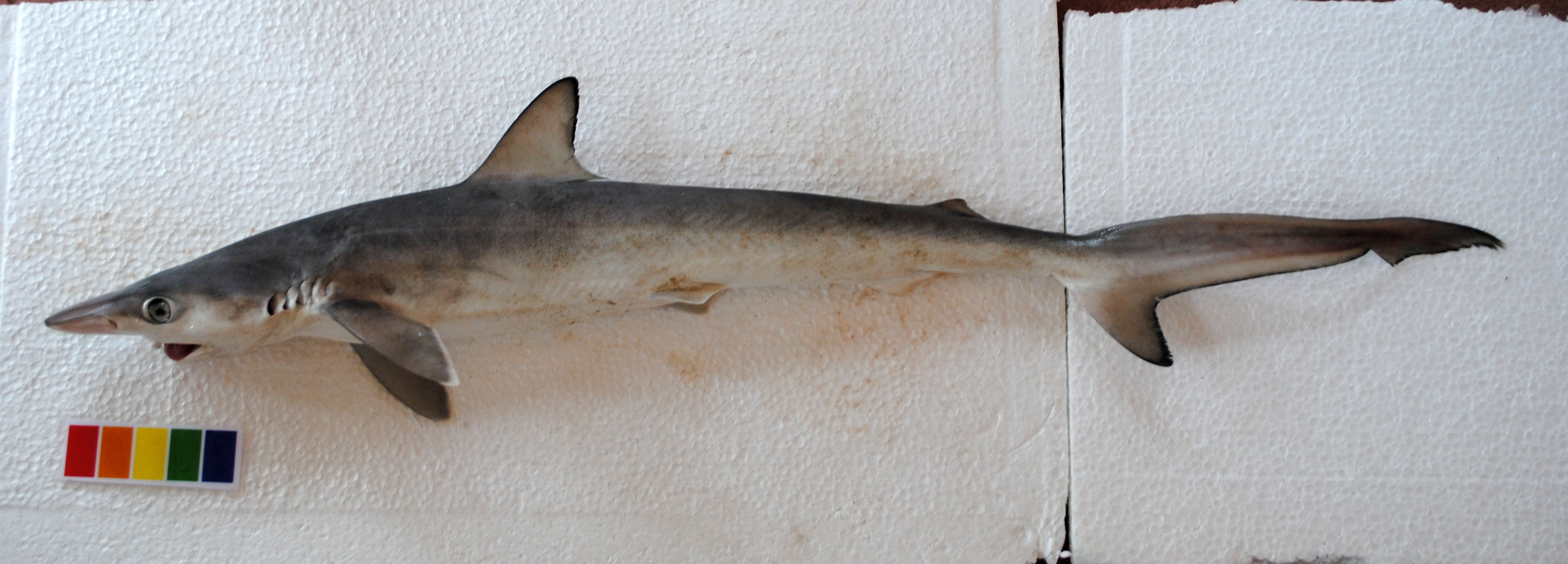 Jordans blue dogshark (Loxodon macrorhinus) — Carcharhinidae