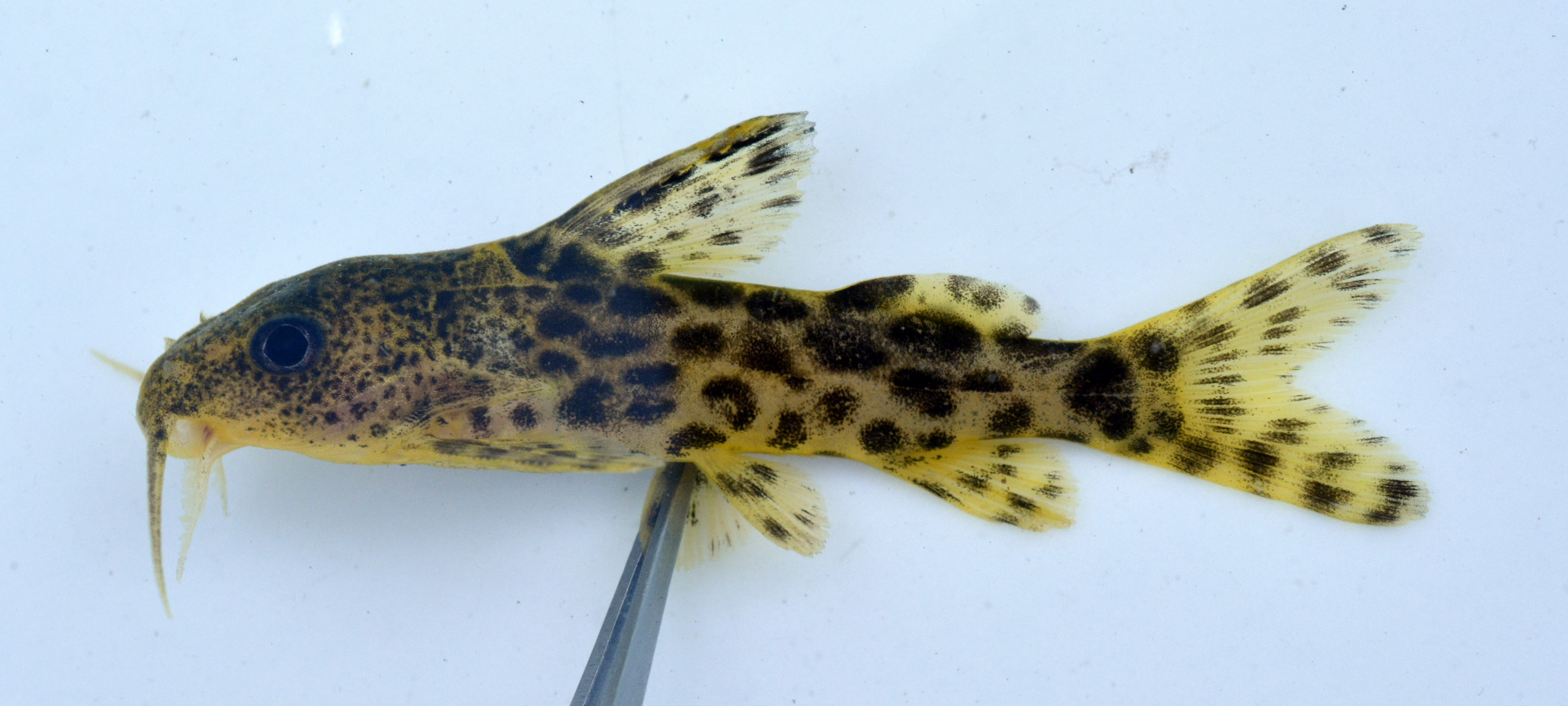 Largespot squeaker (Synodontis macrostigma) — Mochokidae — 2