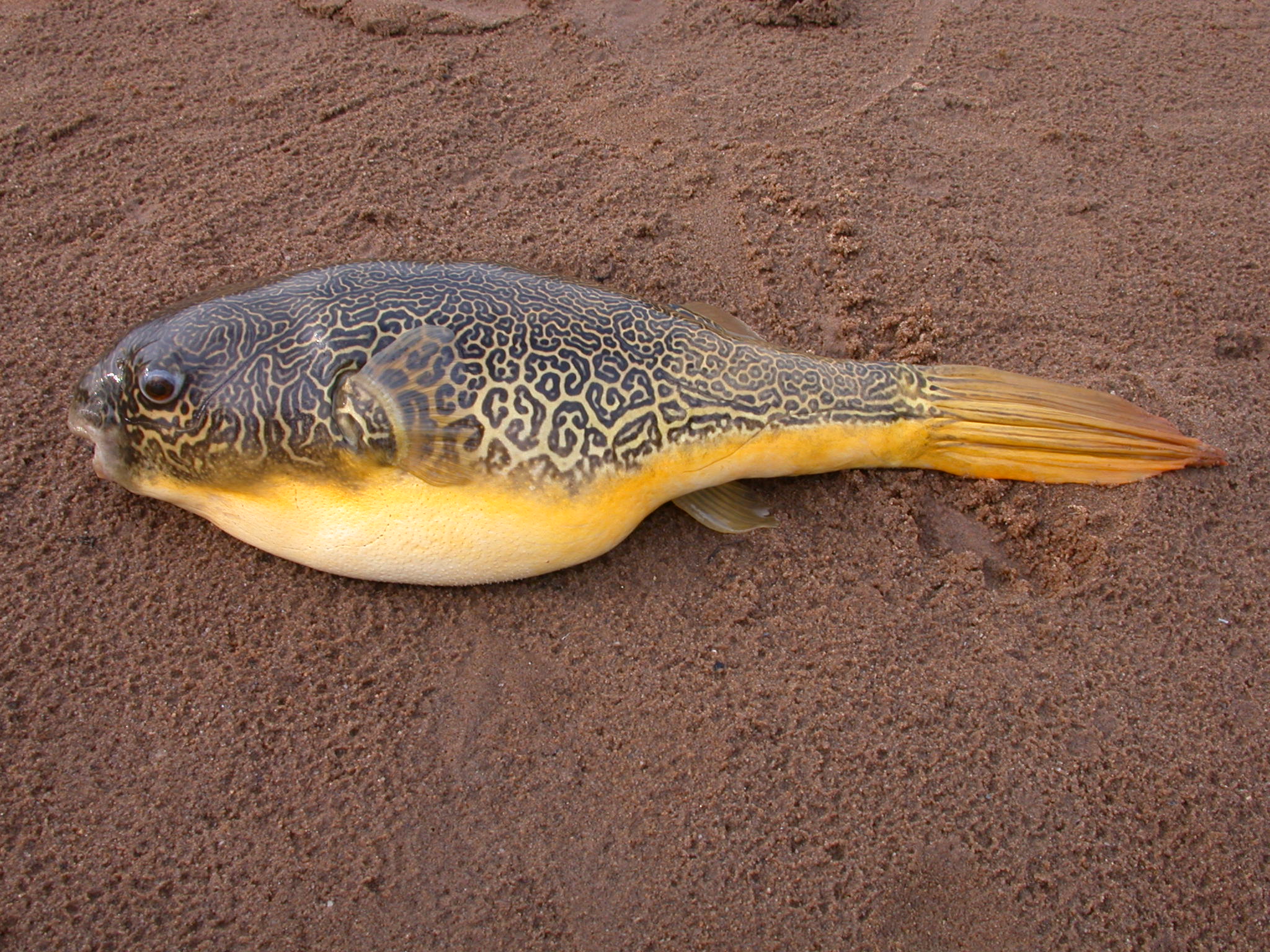 Fresh water puffer fish (Tetraodon mbu) — Tetraodontidae — 2