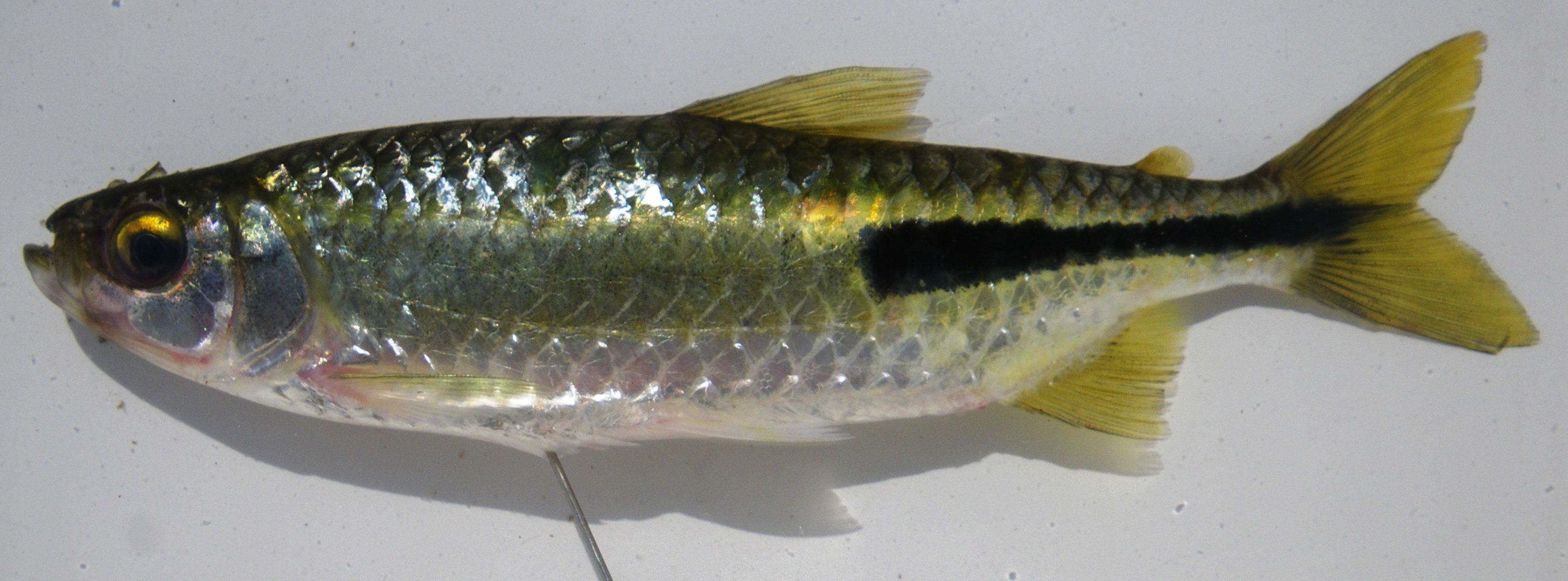Peringuey's tetra (Brycinus peringueyi) — Alestidae