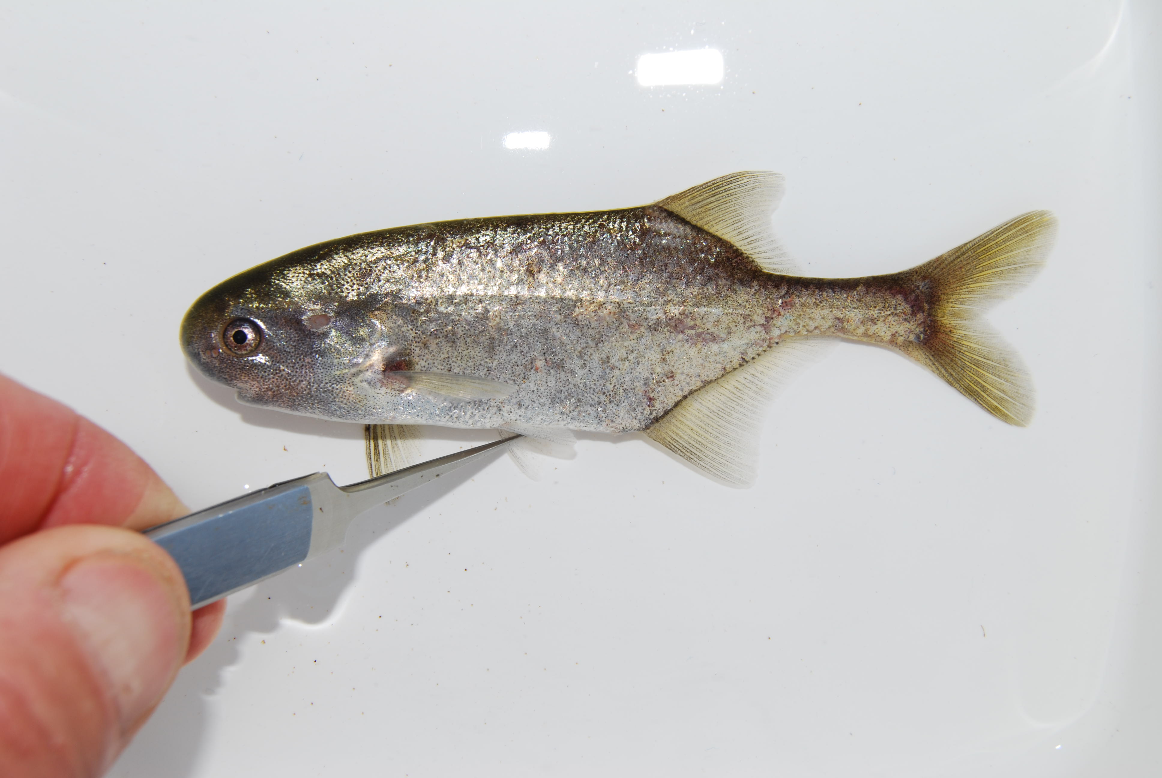 Eastern bottlenose (Petrocephalus wesselsi) — Mormyridae — 3
