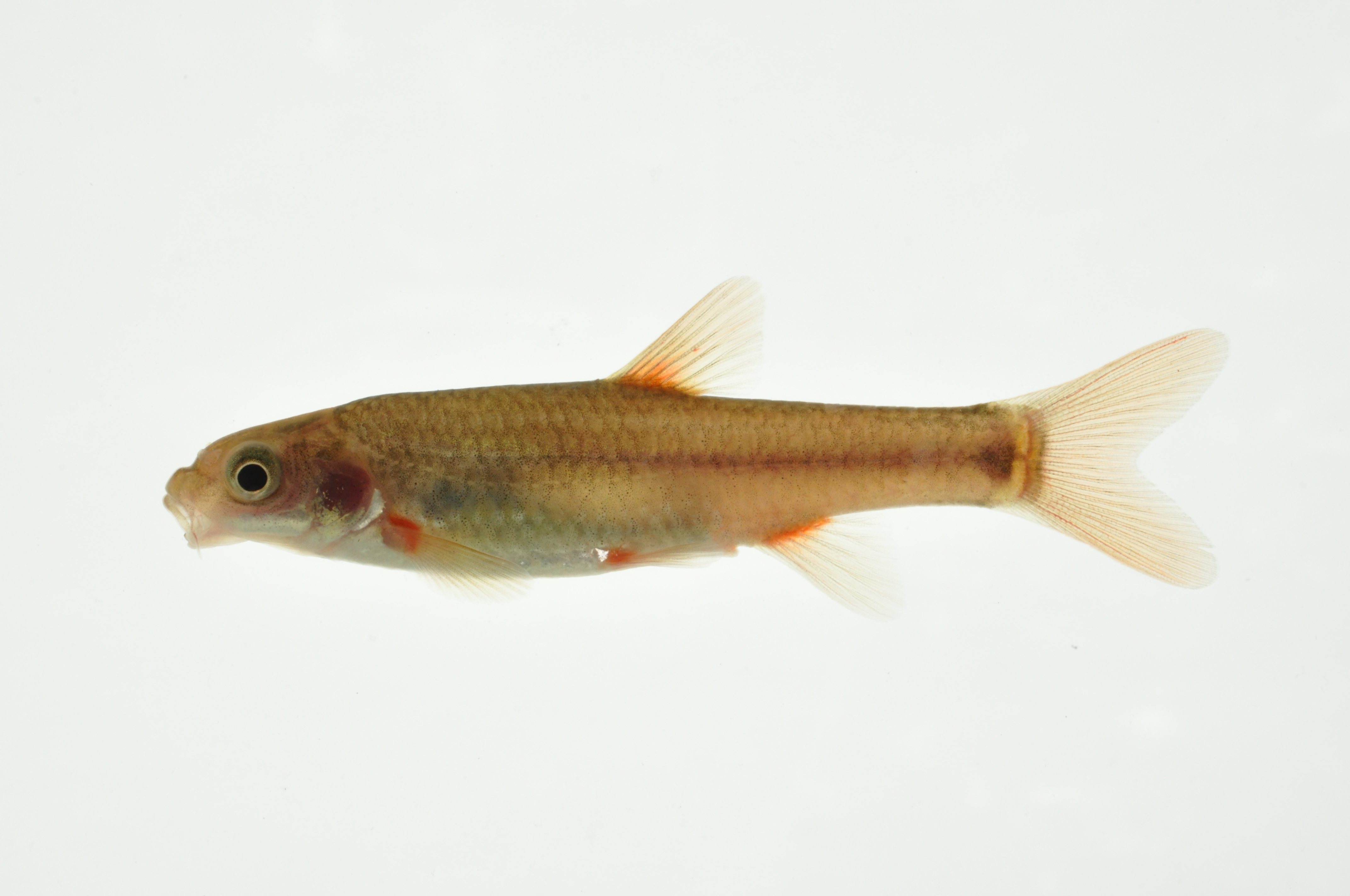 Slender redfin (Pseudobarbus tenuis) — Cyprinidae — 3