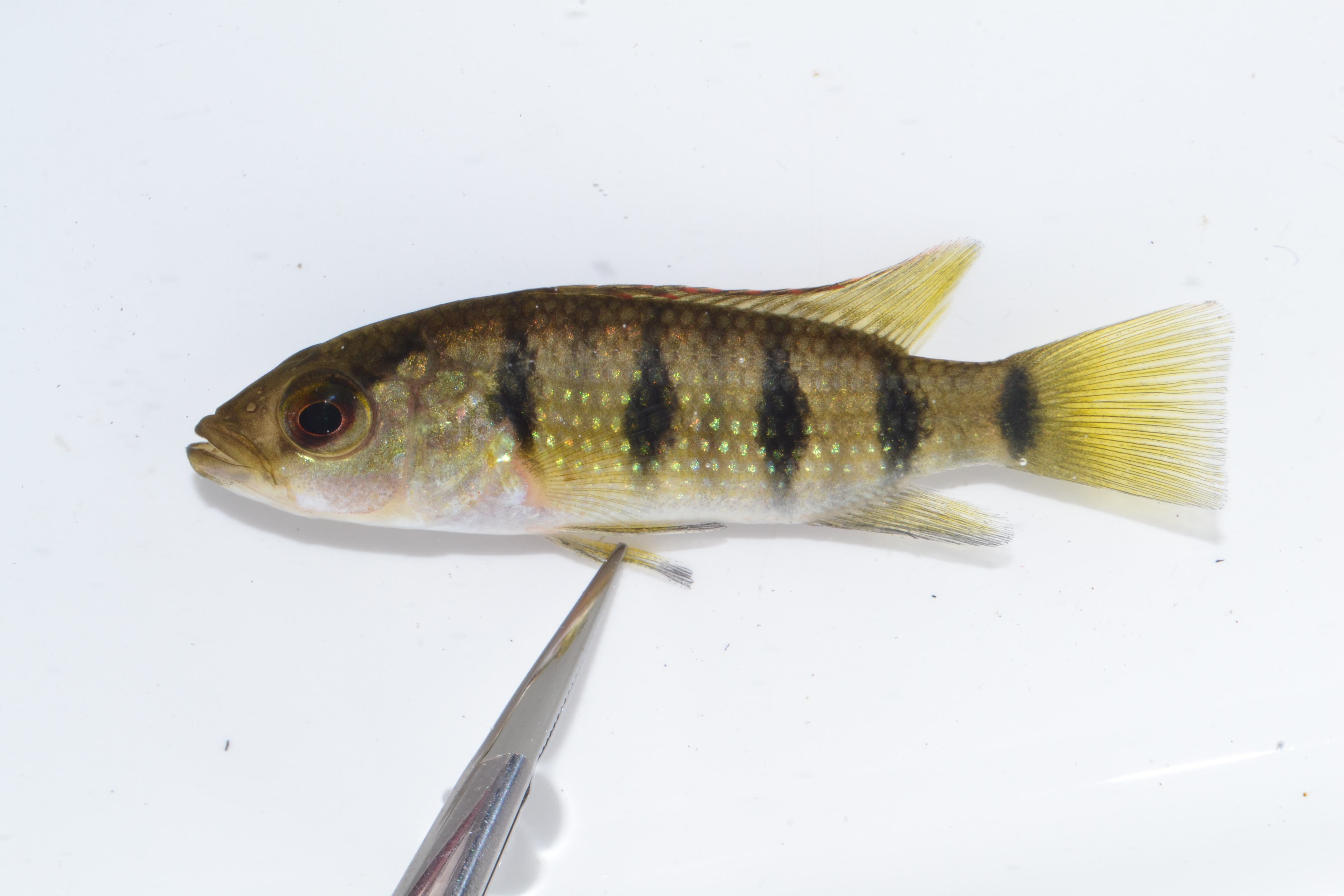 Banded jewelfish (Hemichromis elongatus) — Cichlidae — 5