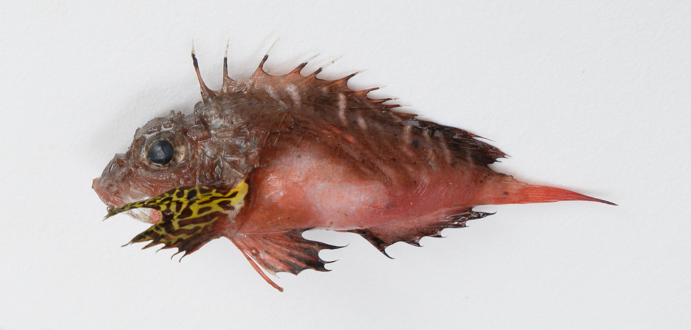 Onestick stingfish (Minous coccineus) — Synanceiidae — 2