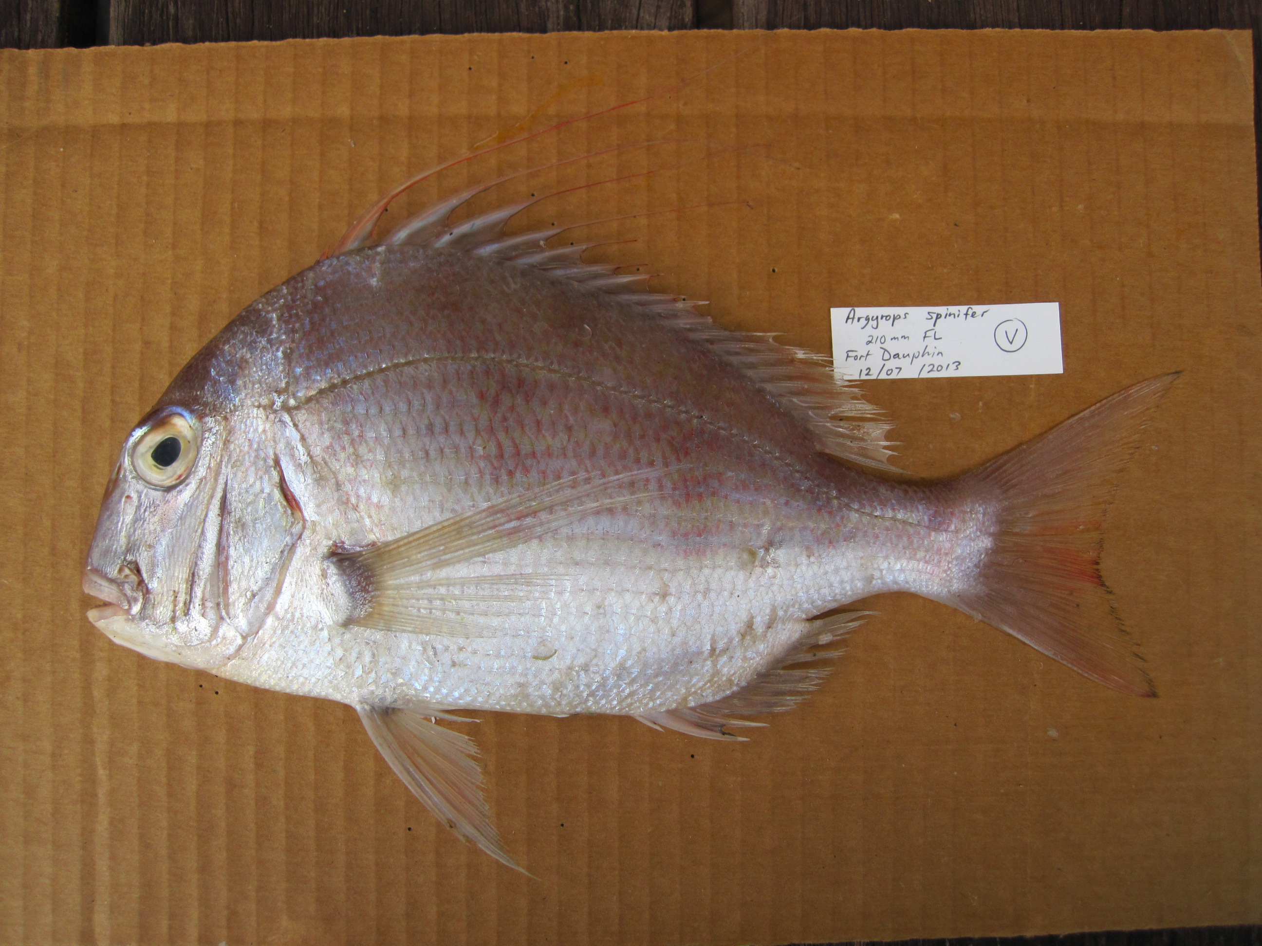 Bowen snapper (Argyrops spinifer) — Sparidae — 3