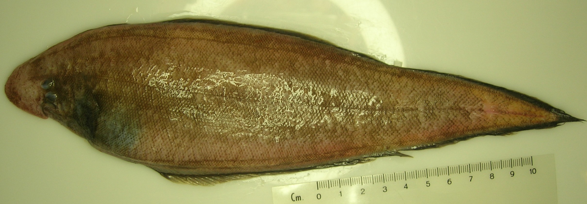 Marleys tongschar (Cynoglossus marleyi) — Cynoglossidae — 5
