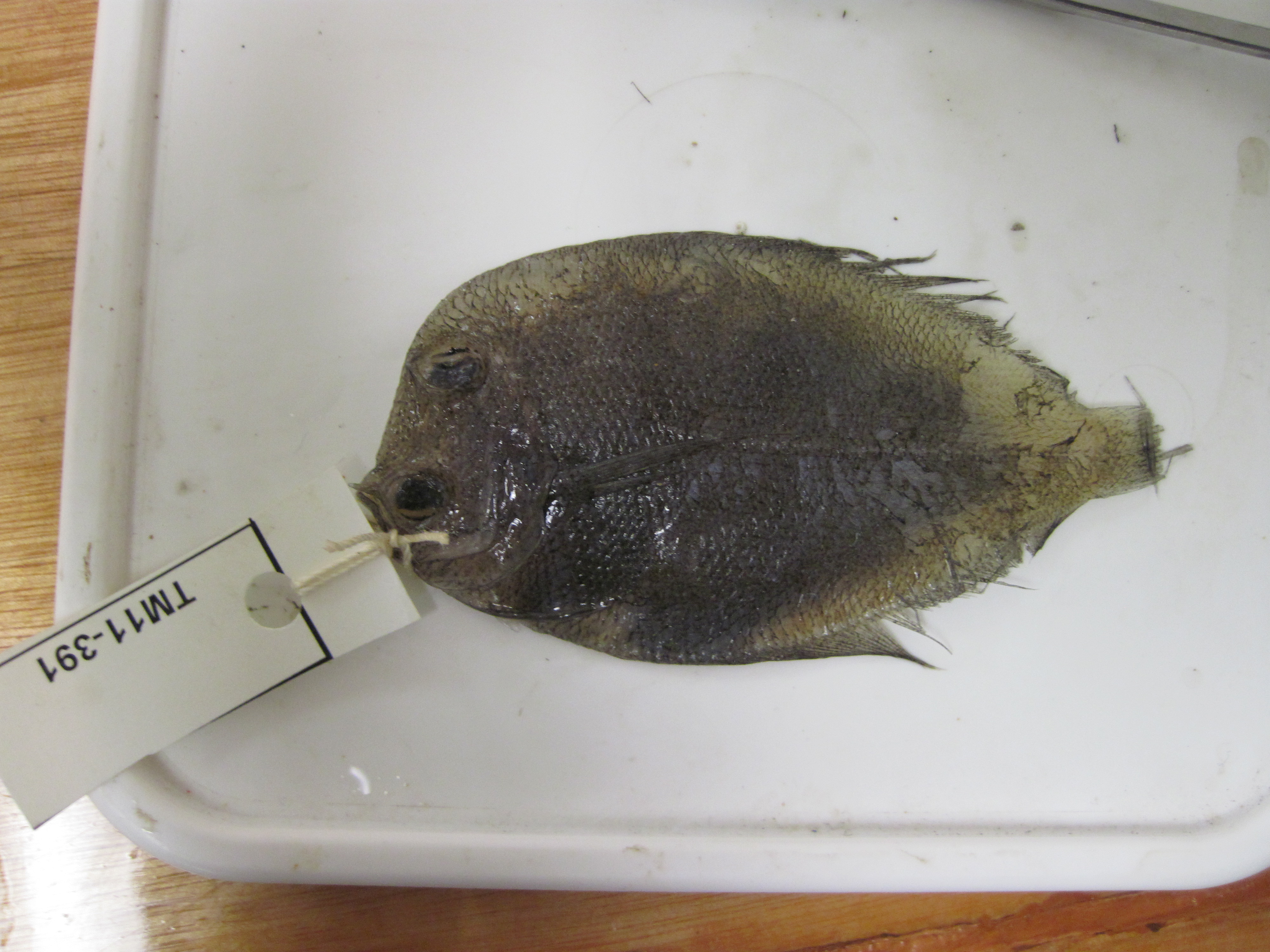 Highsnout flounder (Crossorhombus valderostratus) — Bothidae — 3