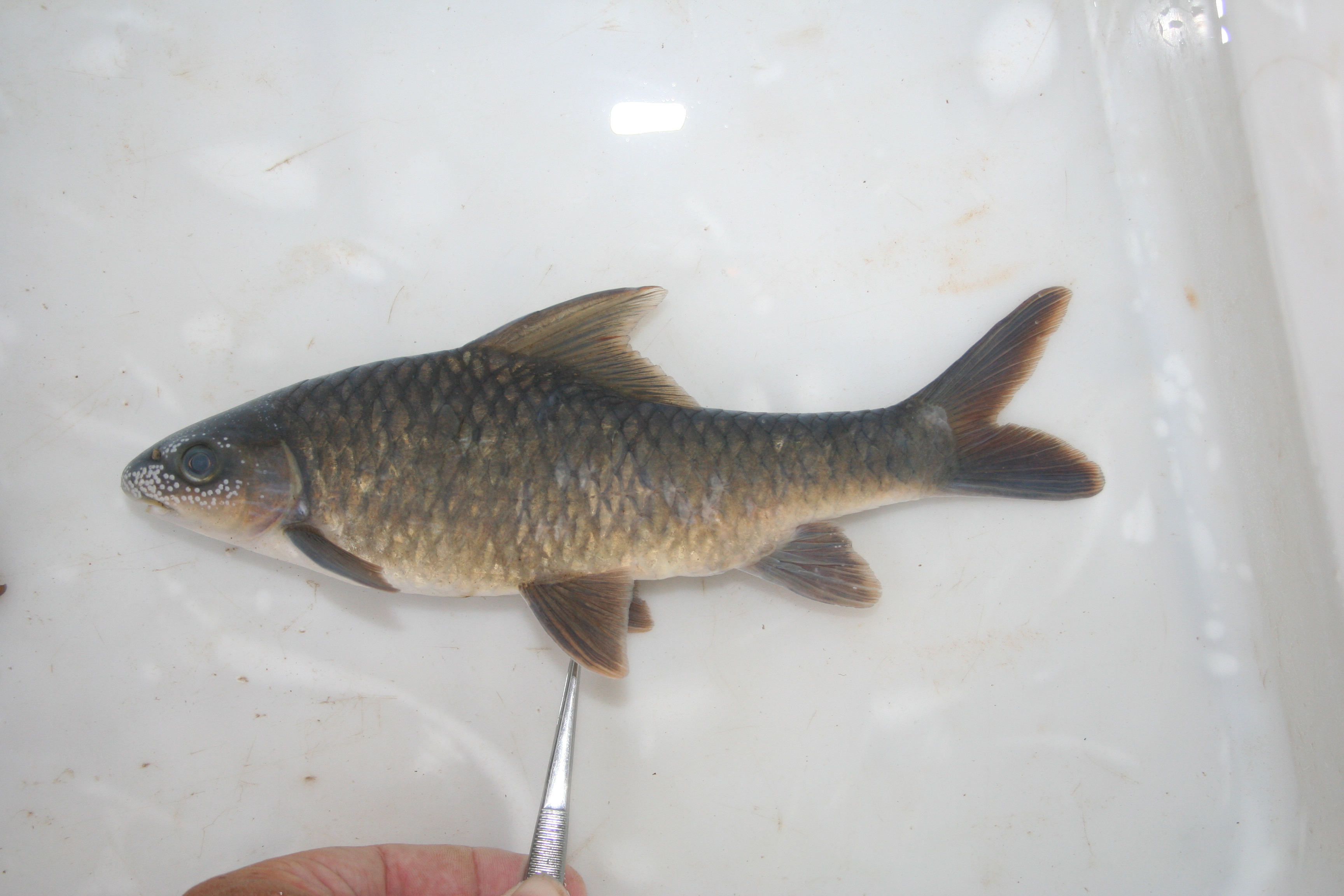 Steindachner's yellowfish (Labeobarbus steindachneri) — Cyprinidae
