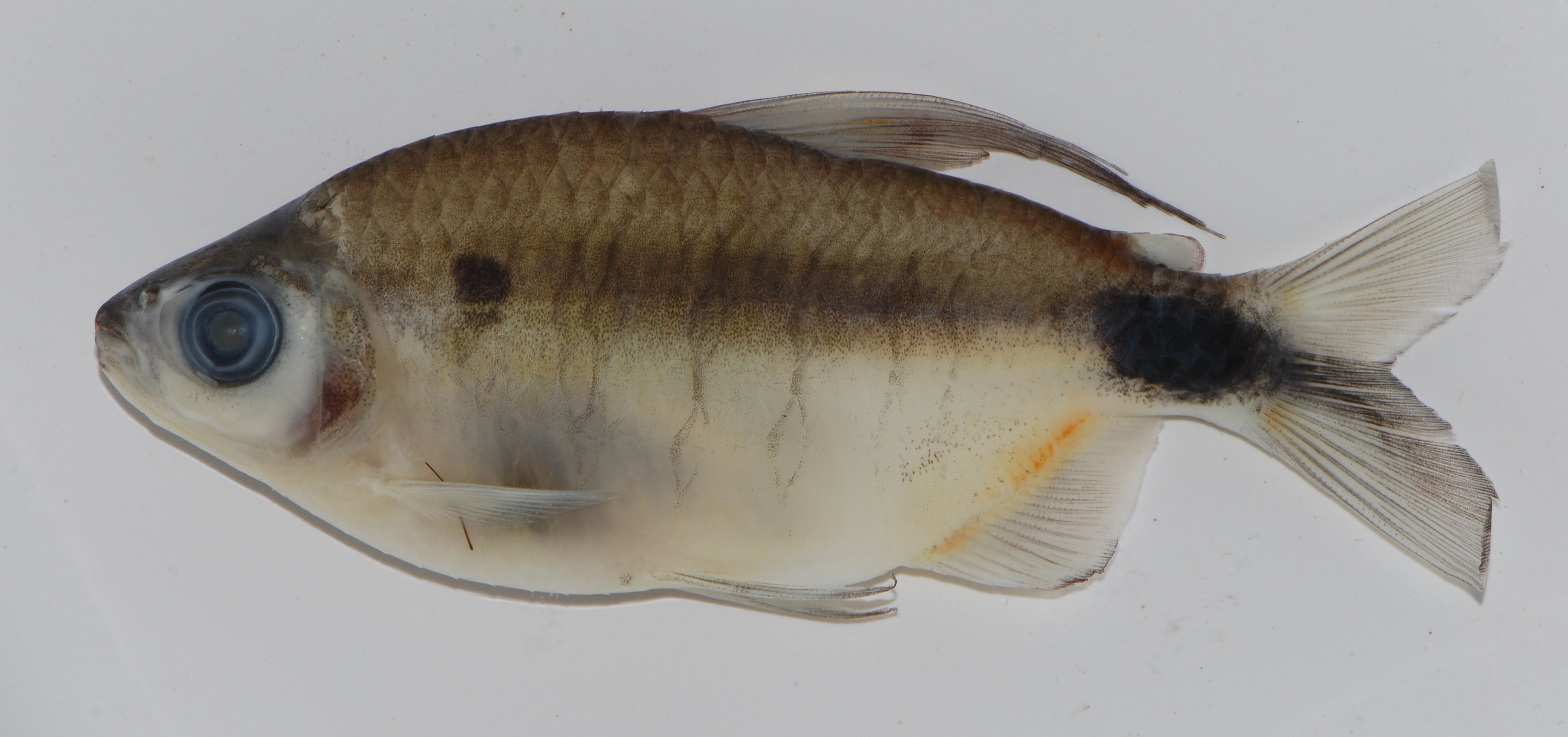 Hilgendorf's tetra (Alestopetersius hilgendorfi) — Alestidae