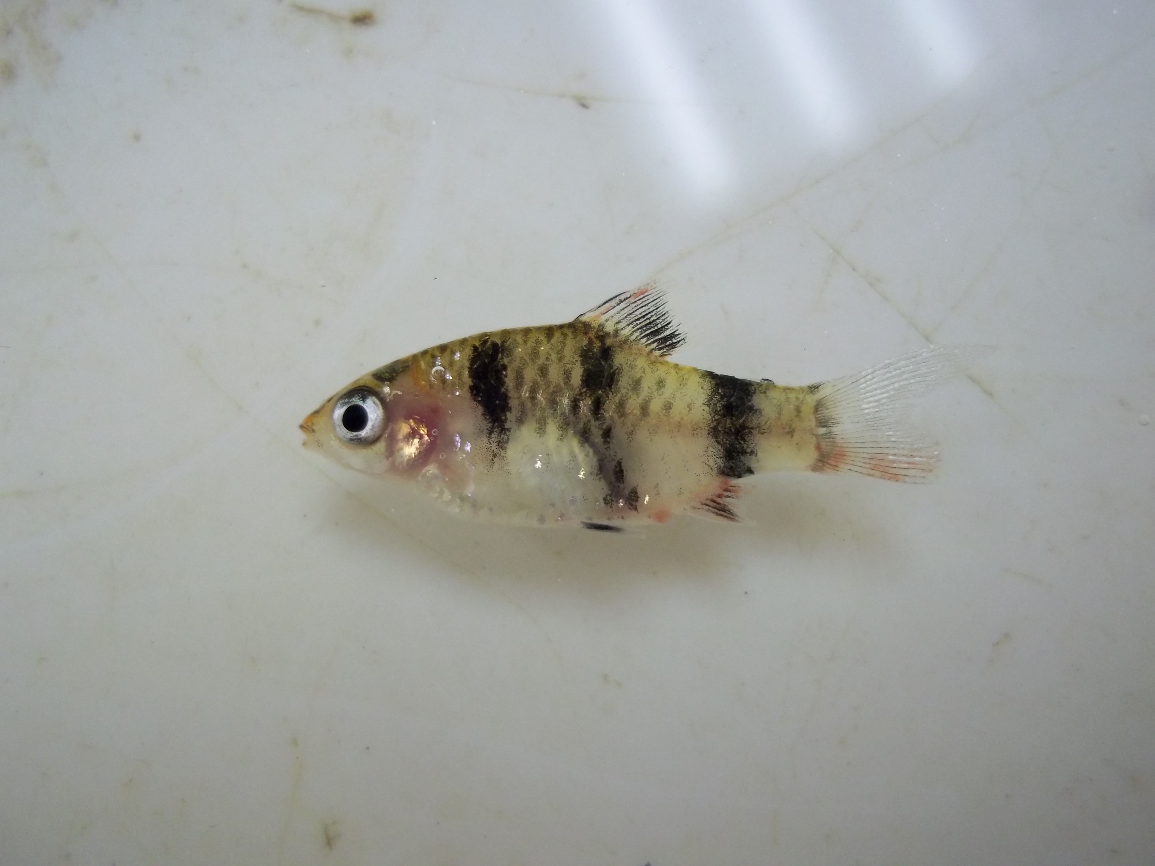 Black ruby barb (Pethia nigrofasciata) — Cyprinidae — 4
