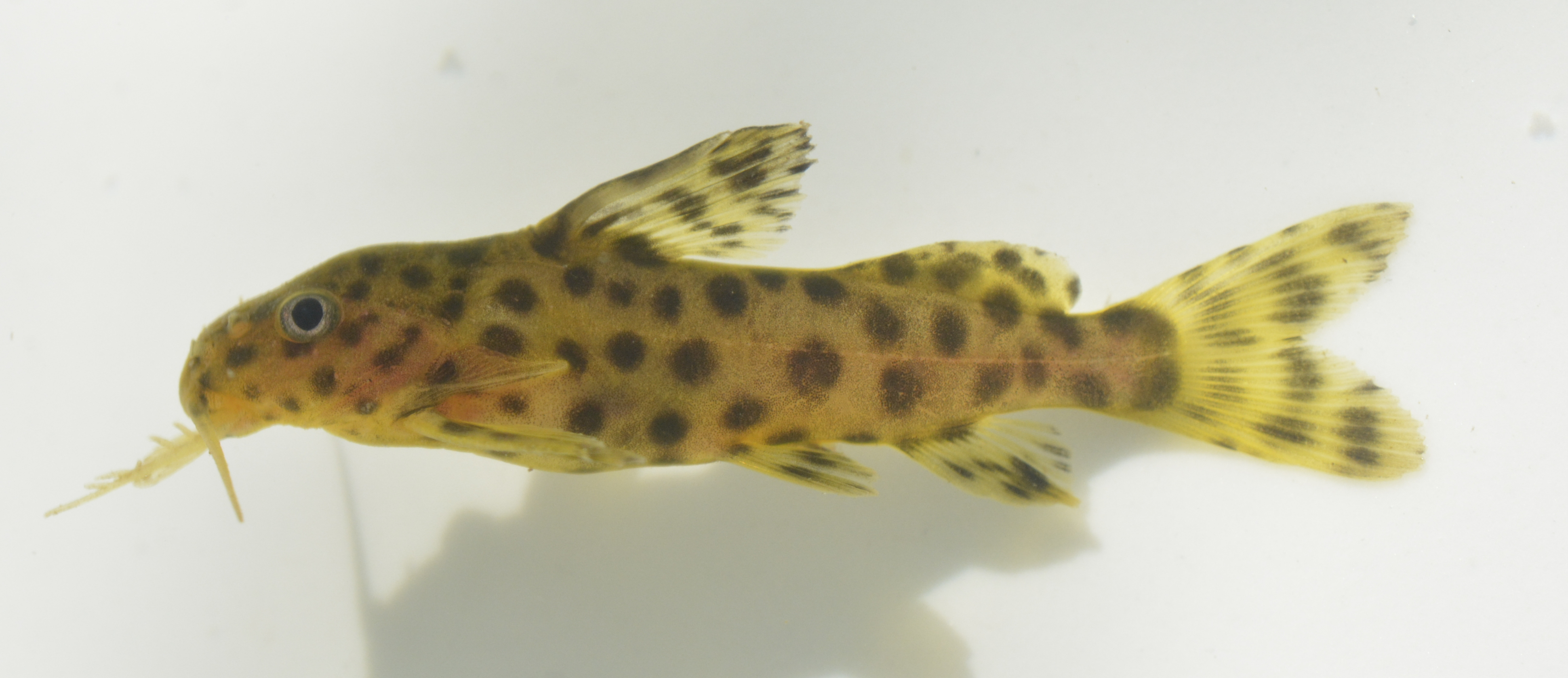 Blackspotted squeaker (Synodontis nigromaculatus) — Mochokidae