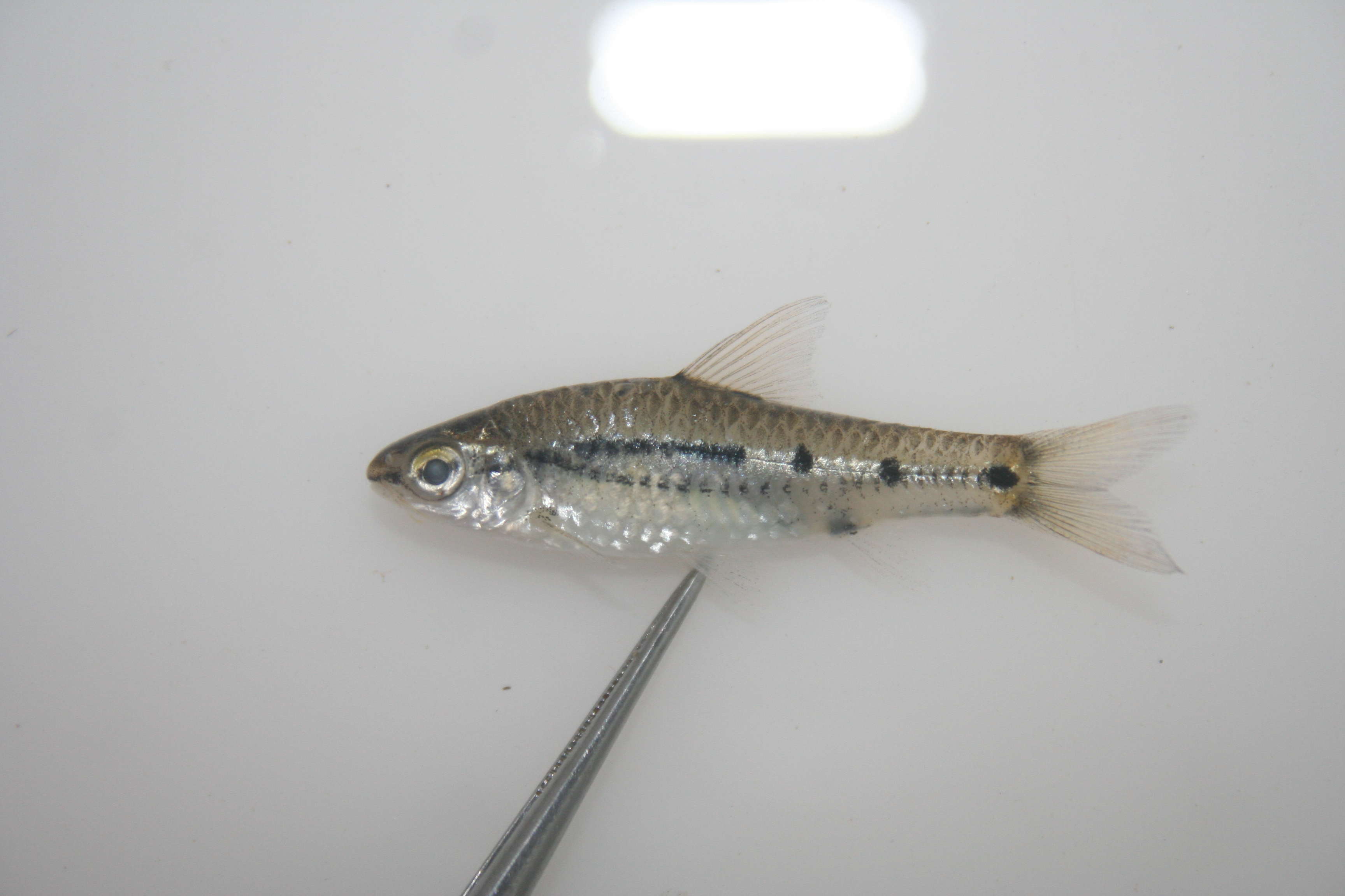 Greenwoods barbeel (Enteromius greenwoodi) — Cyprinidae