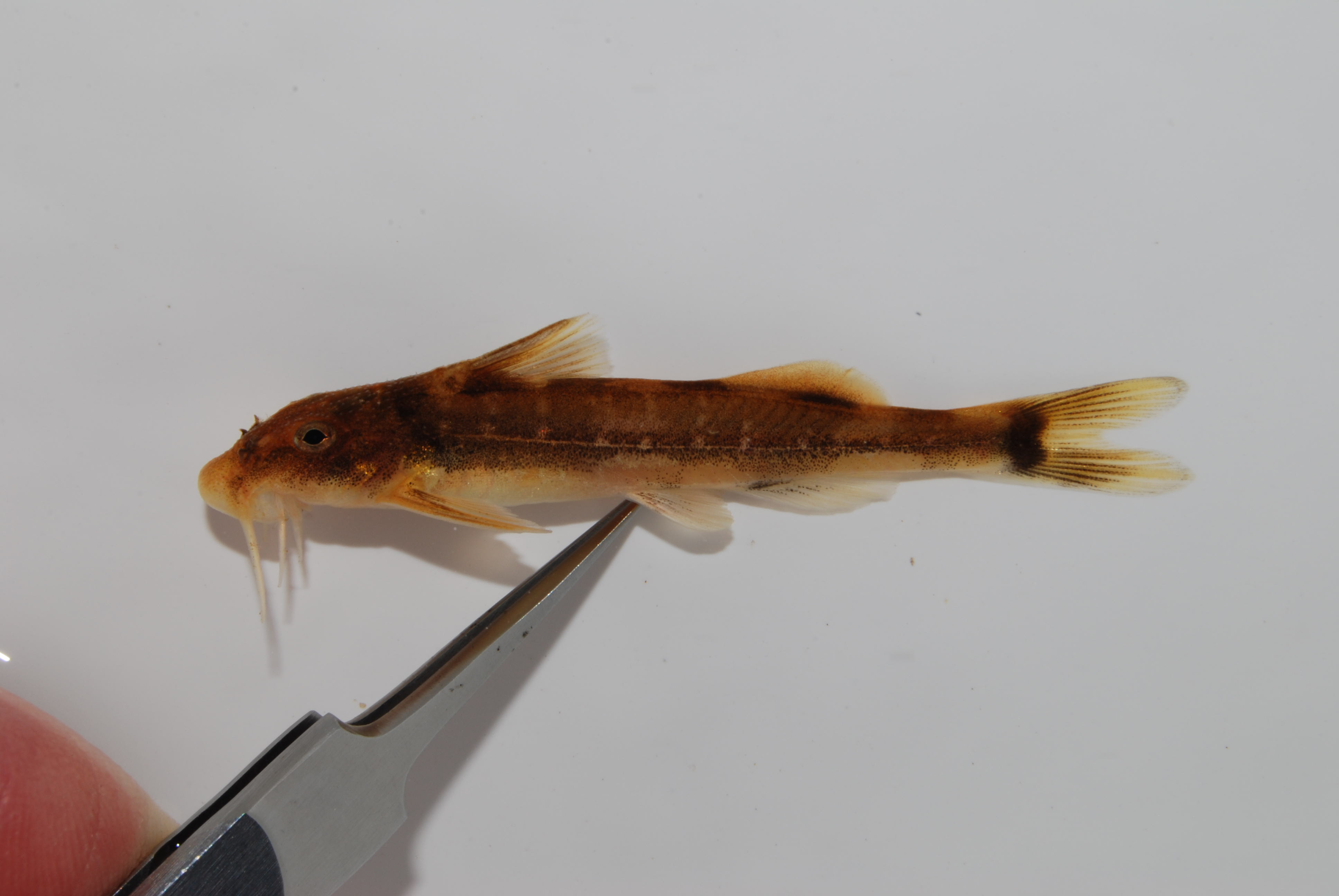 Lowveld rock catlet (Chiloglanis swierstrai) — Mochokidae — 2