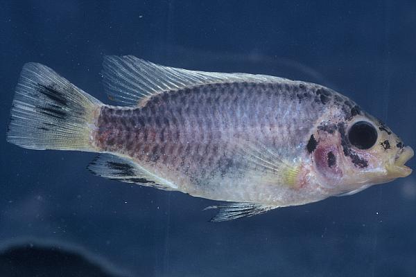 Otjikoto tilapia (Tilapia guinasana) — Cichlidae — 2