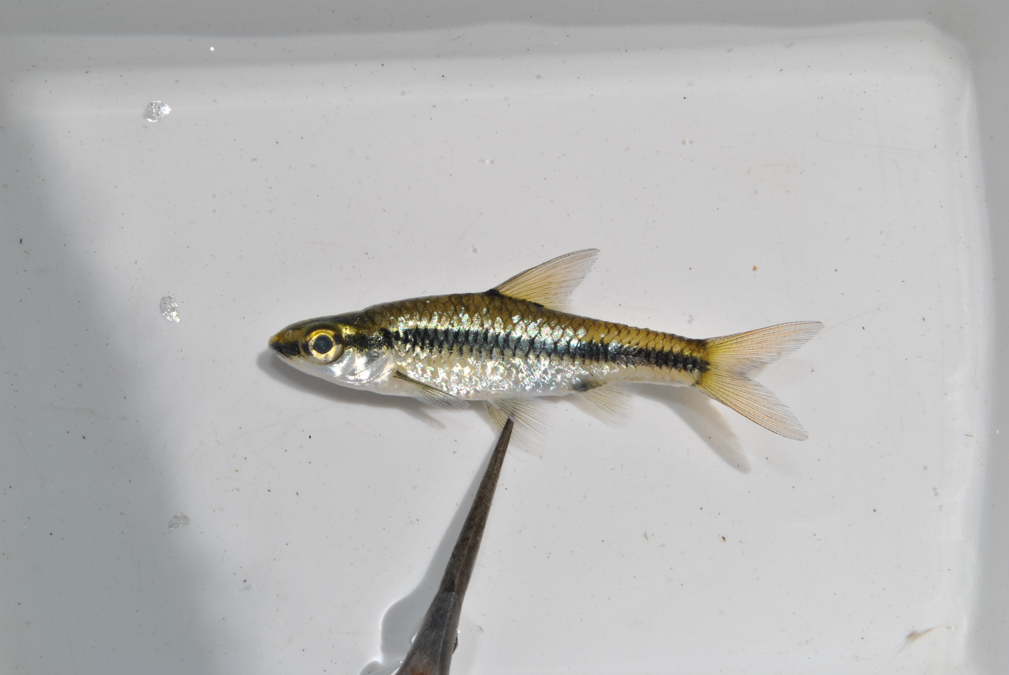 Zwartrugbarbeel (Enteromius barnardi) — Cyprinidae