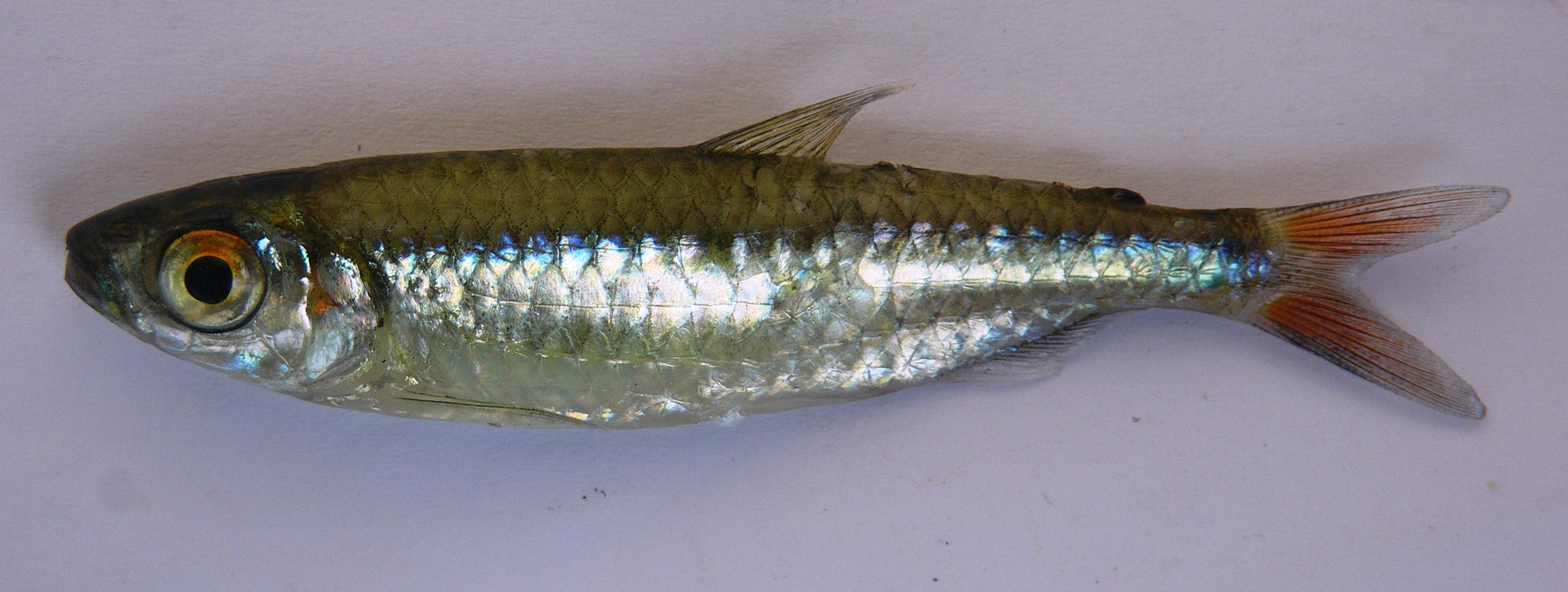 Sardine robber (Micralestes sardina) — Alestidae