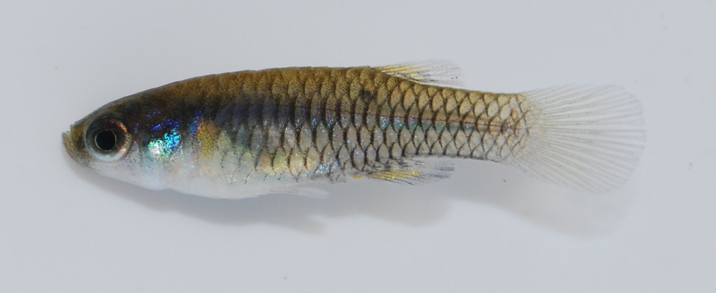 Meander lampeye (Micropanchax hutereaui) — Poeciliidae — 3