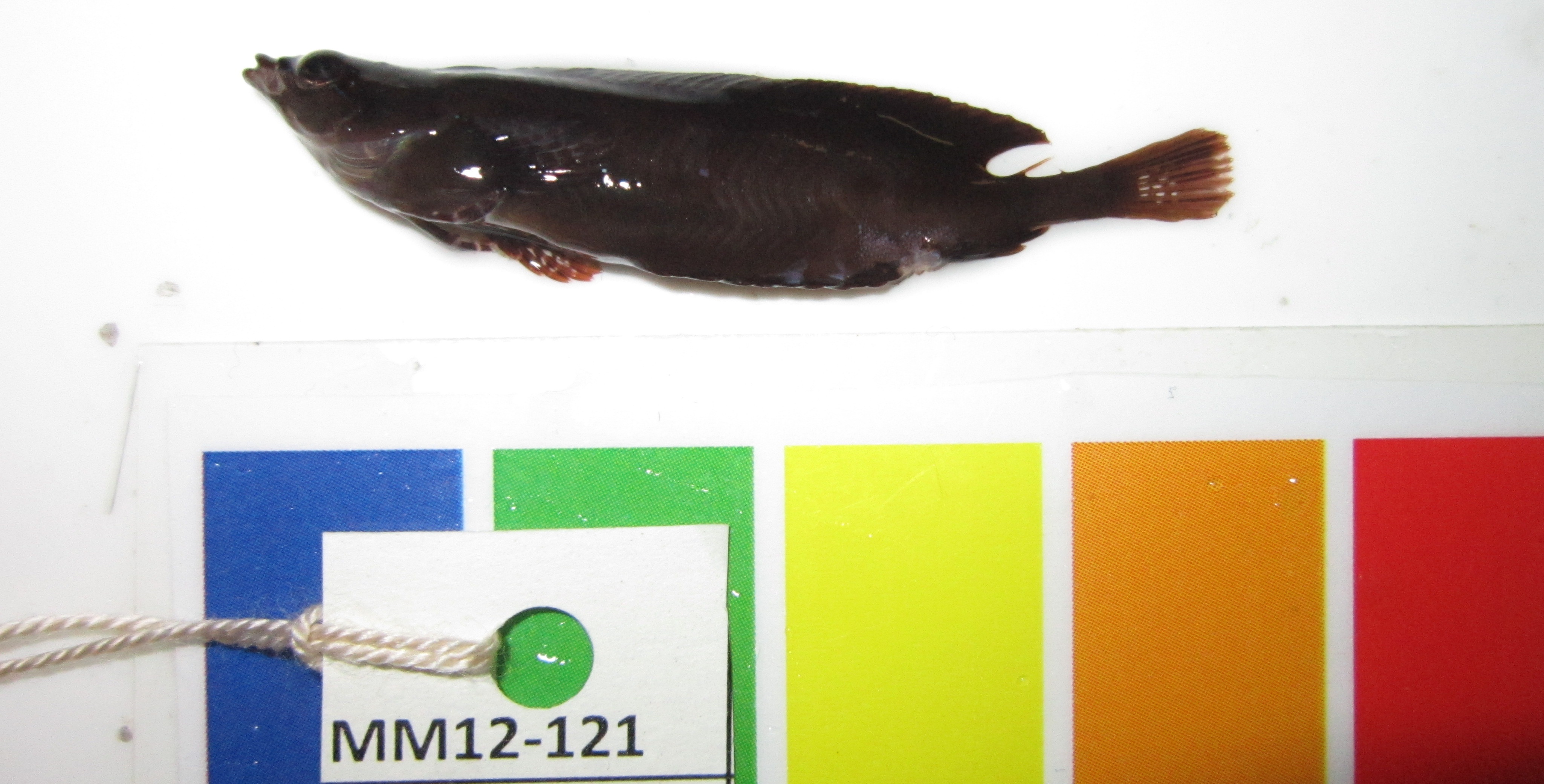 Mouse klipfish (Fucomimus mus) — Clinidae — 2
