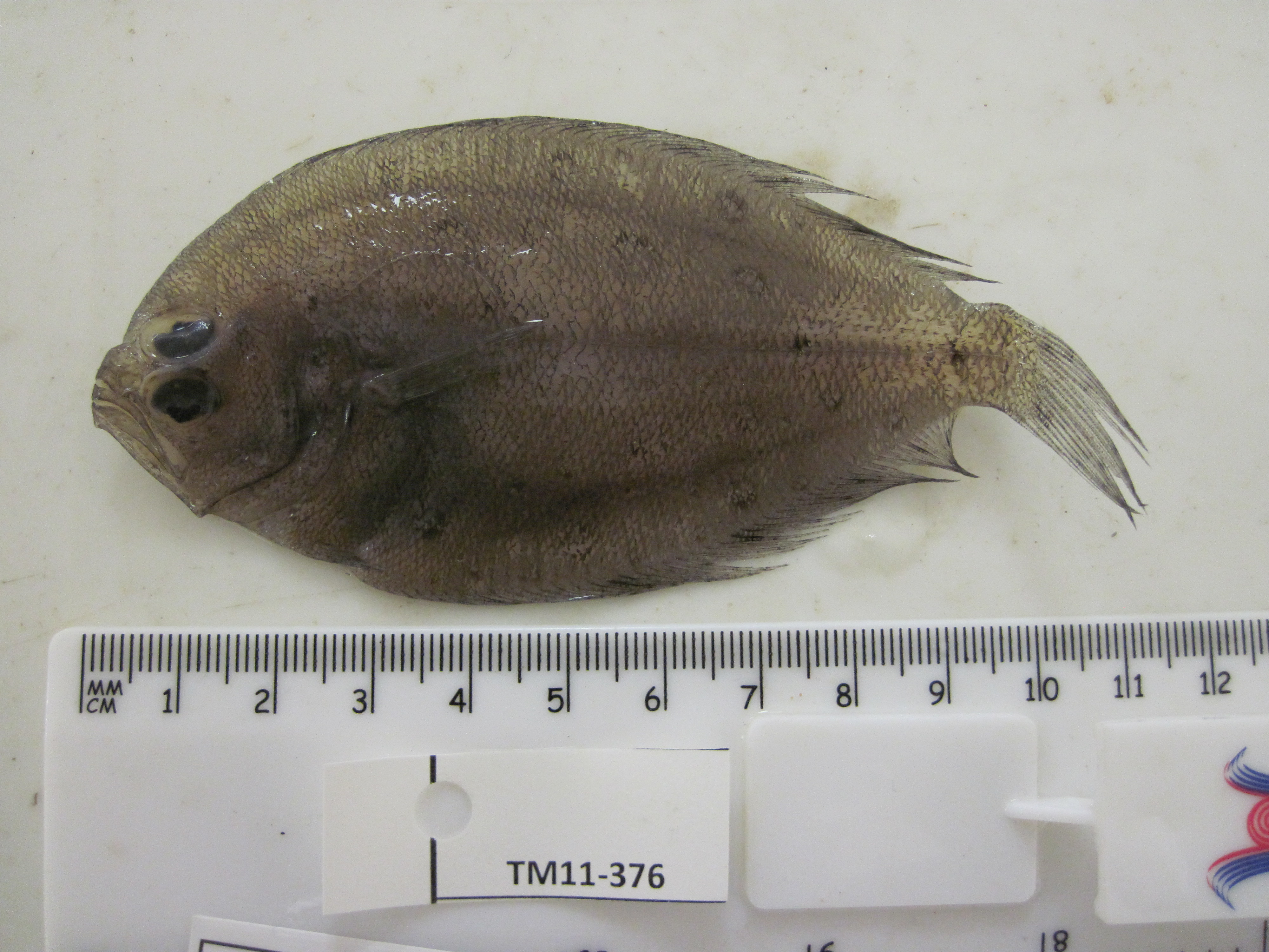 Diepe bot (Pseudorhombus elevatus) — Paralichthyidae — 4
