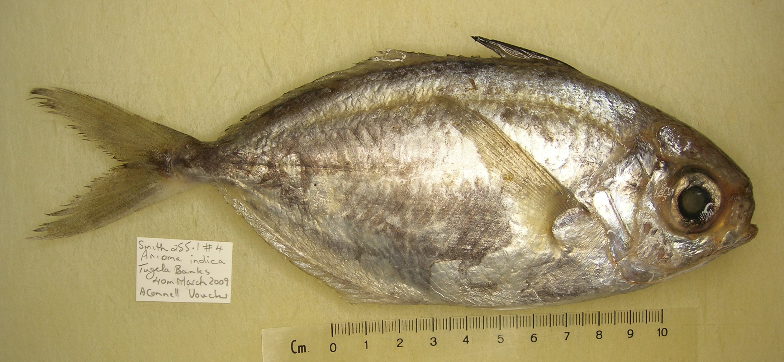 Indian driftfish (Ariomma indicum) — Ariommatidae — 3