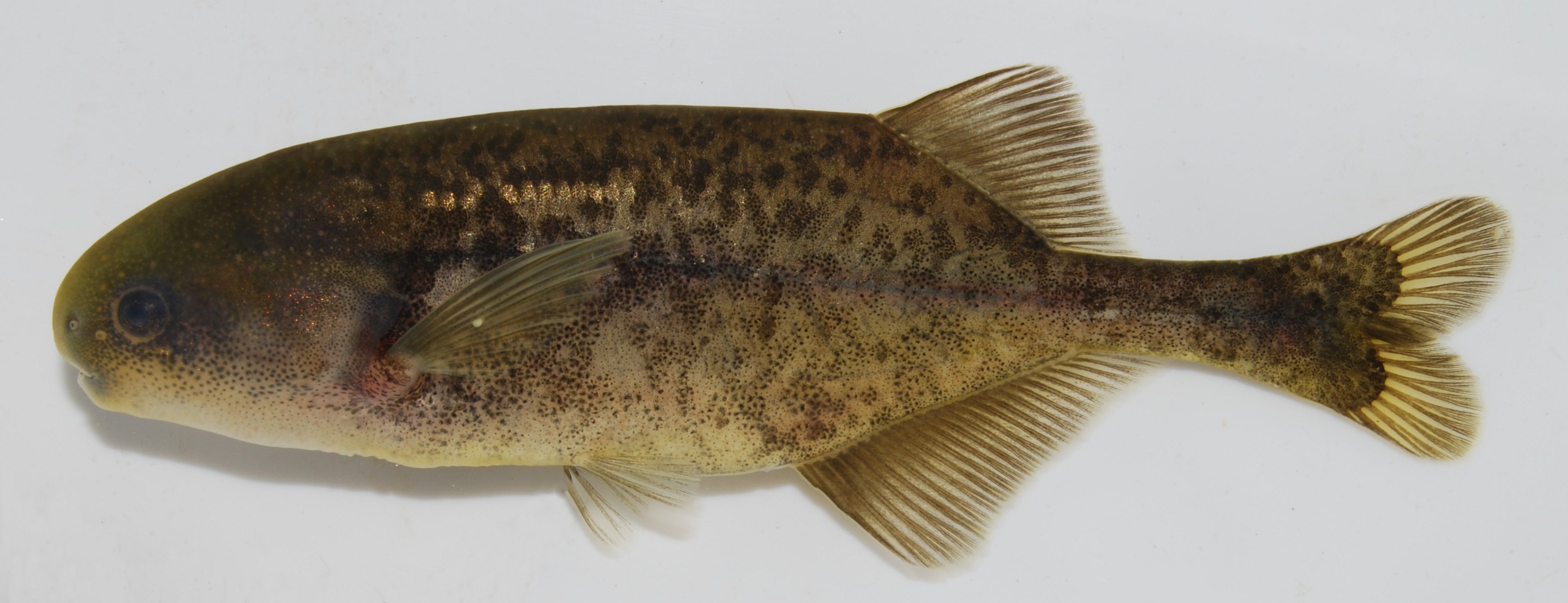 Dwarf stonebasher (Pollimyrus castelnaui) — Mormyridae — 2
