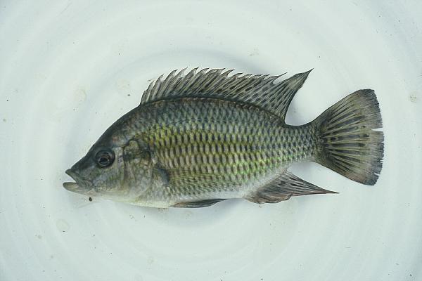 Rainbow dream (Sargochromis carlottae) — Cichlidae — 4