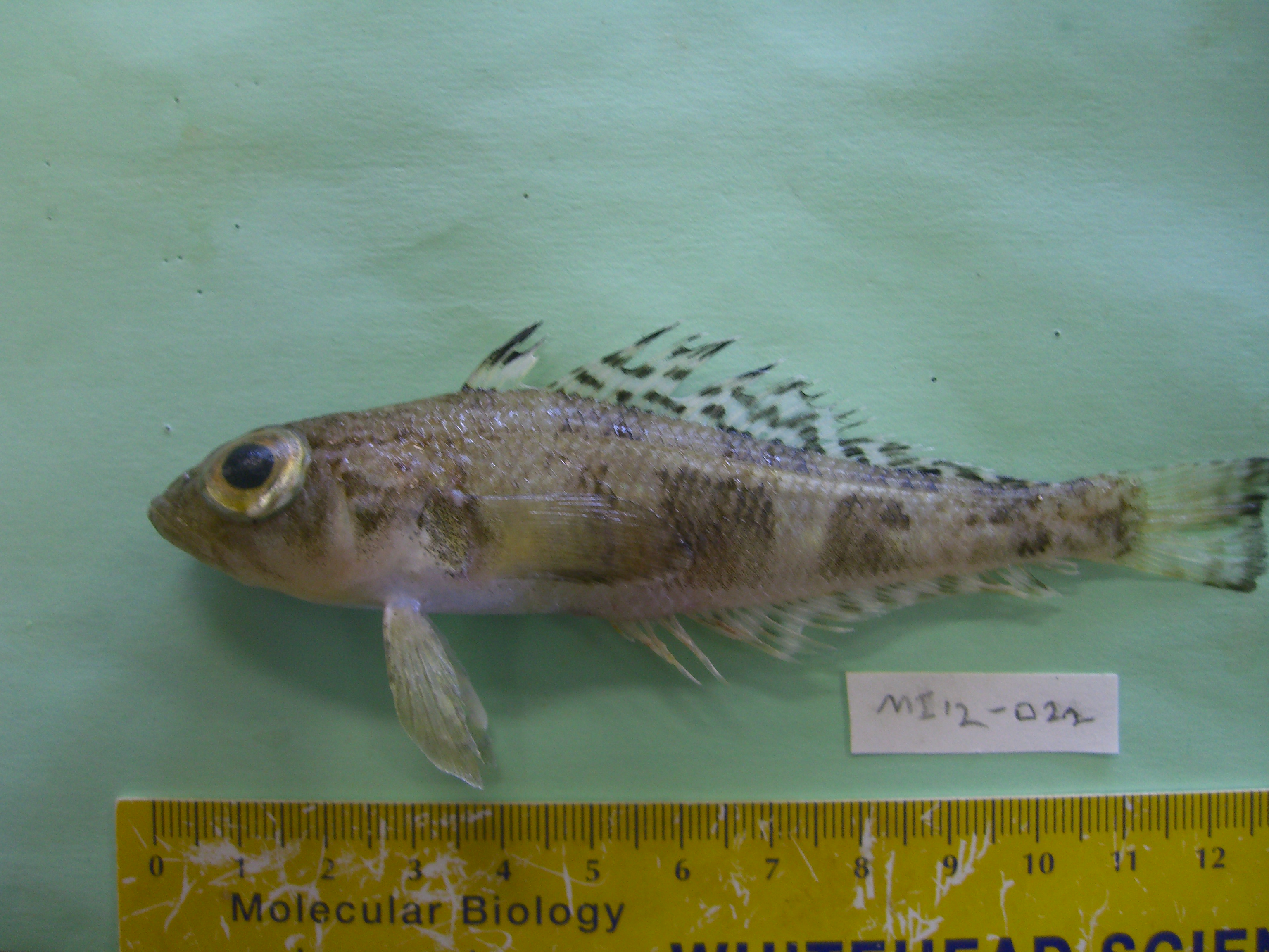 Painted notie (Nototheniops larseni) — Nototheniidae