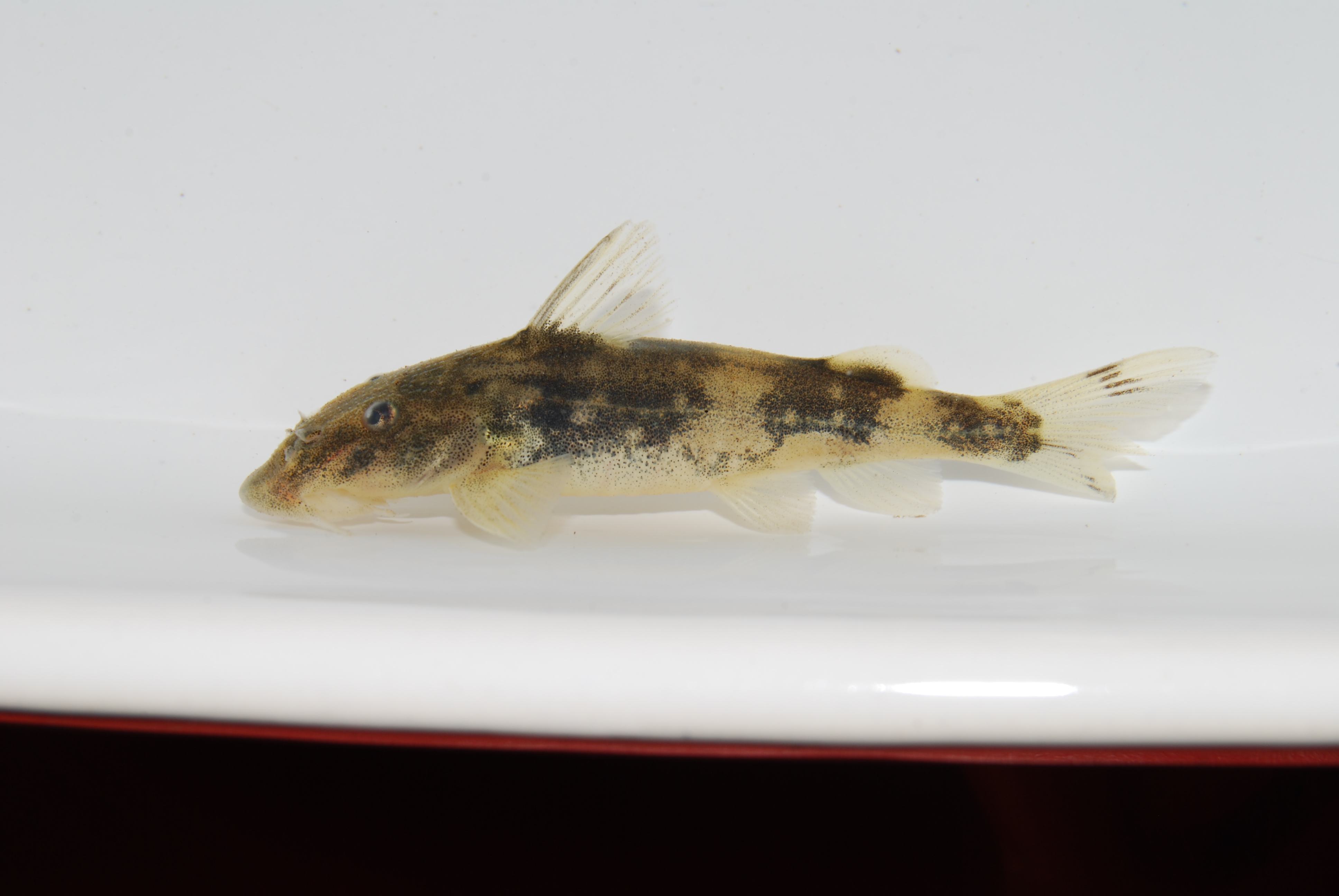 Neumanns zuigmeerval (Chiloglanis neumanni) — Mochokidae — 2