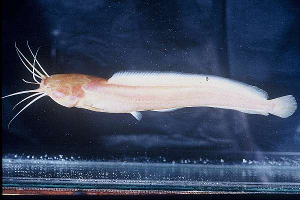 Cave catfish (Clarias cavernicola) — Clariidae — 5