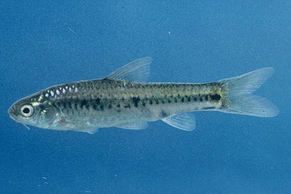 Streepstip-barbeel (Enteromius atkinsoni) — Cyprinidae