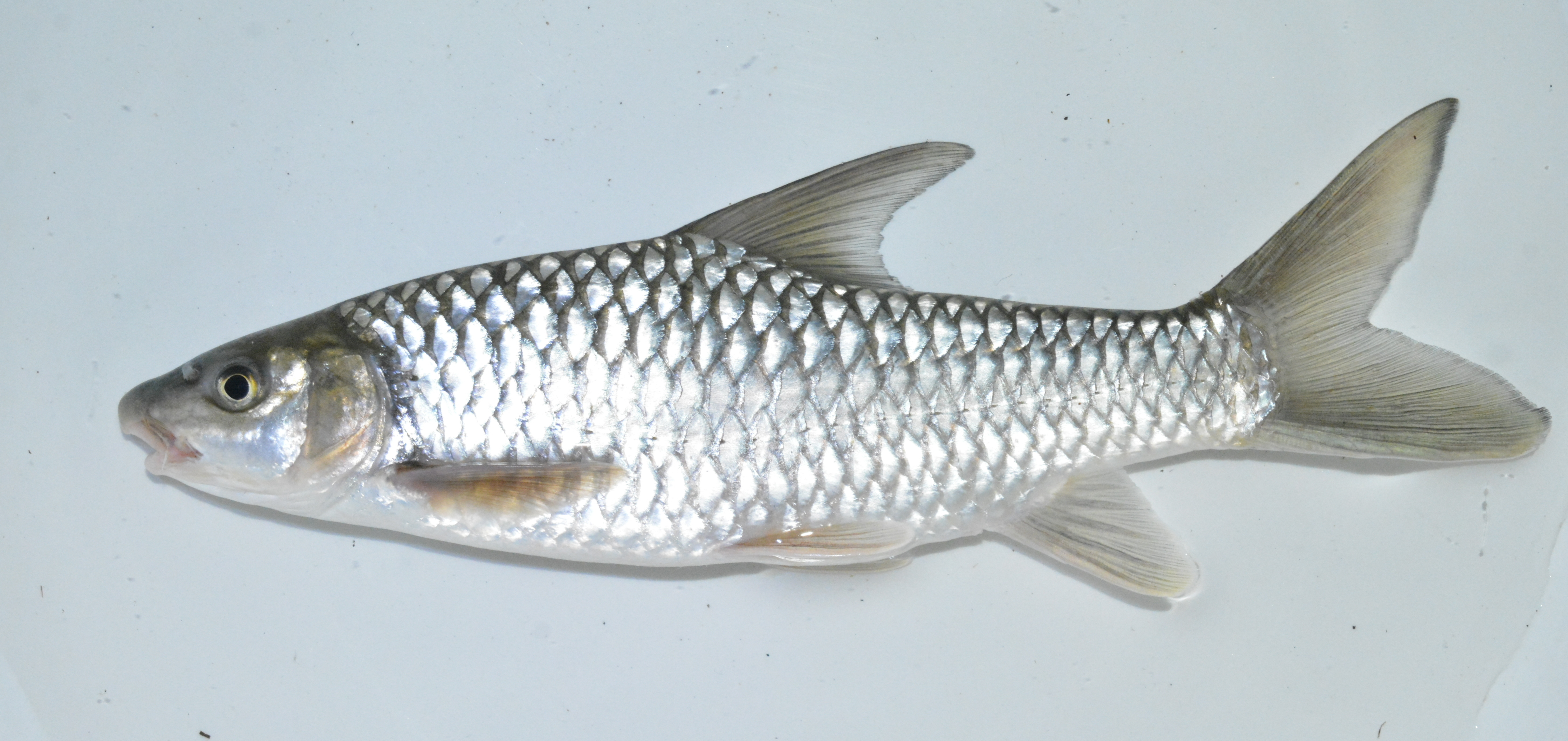Upper Zambezi yellowfish (Labeobarbus codringtonii) — Cyprinidae — 4