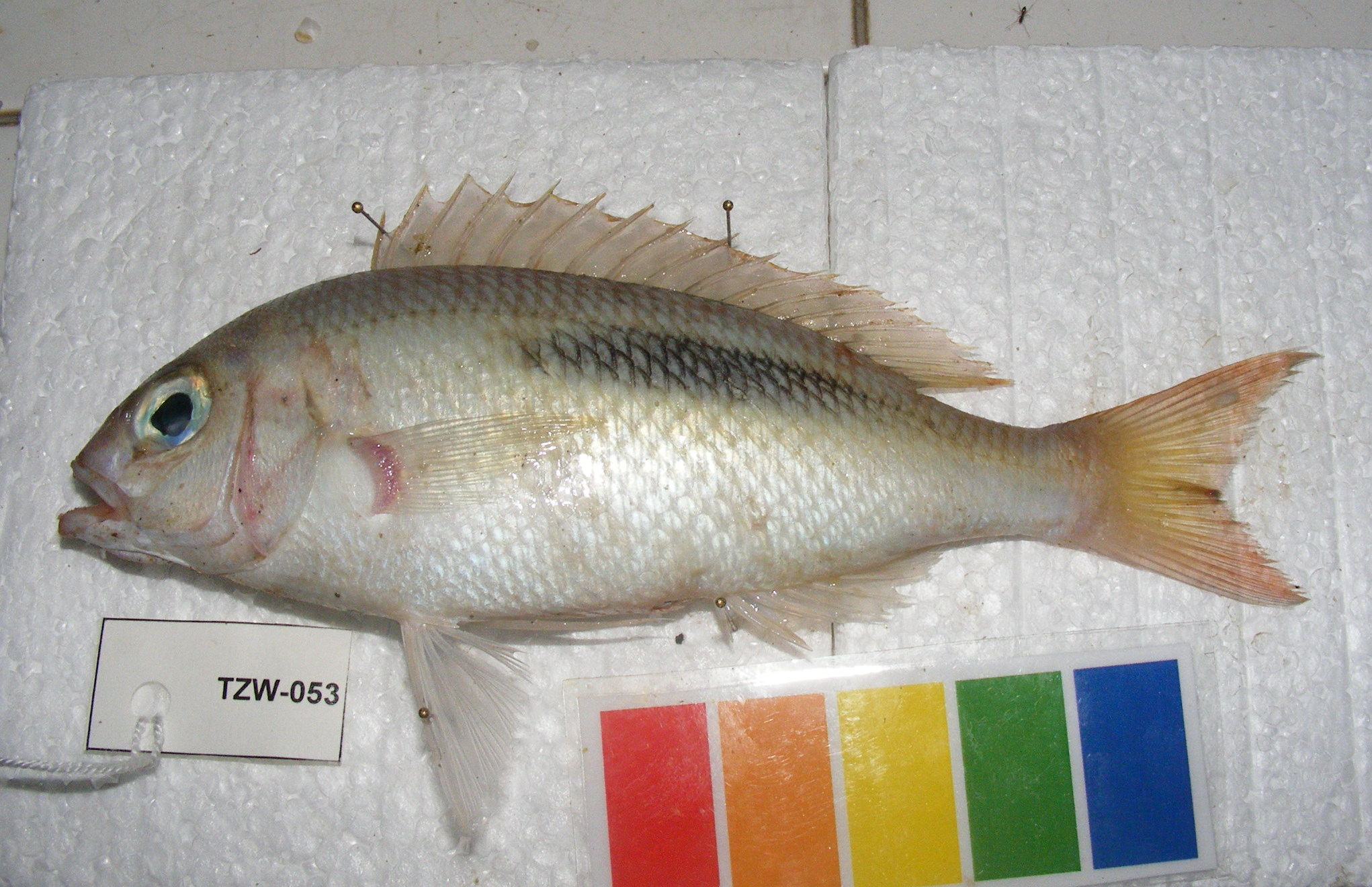 Doubleblotch spinecheek (Scolopsis bimaculata) — Nemipteridae — 3