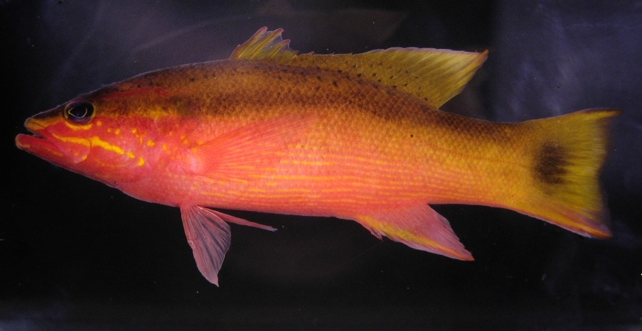 Blackstripe Basslet photo 3