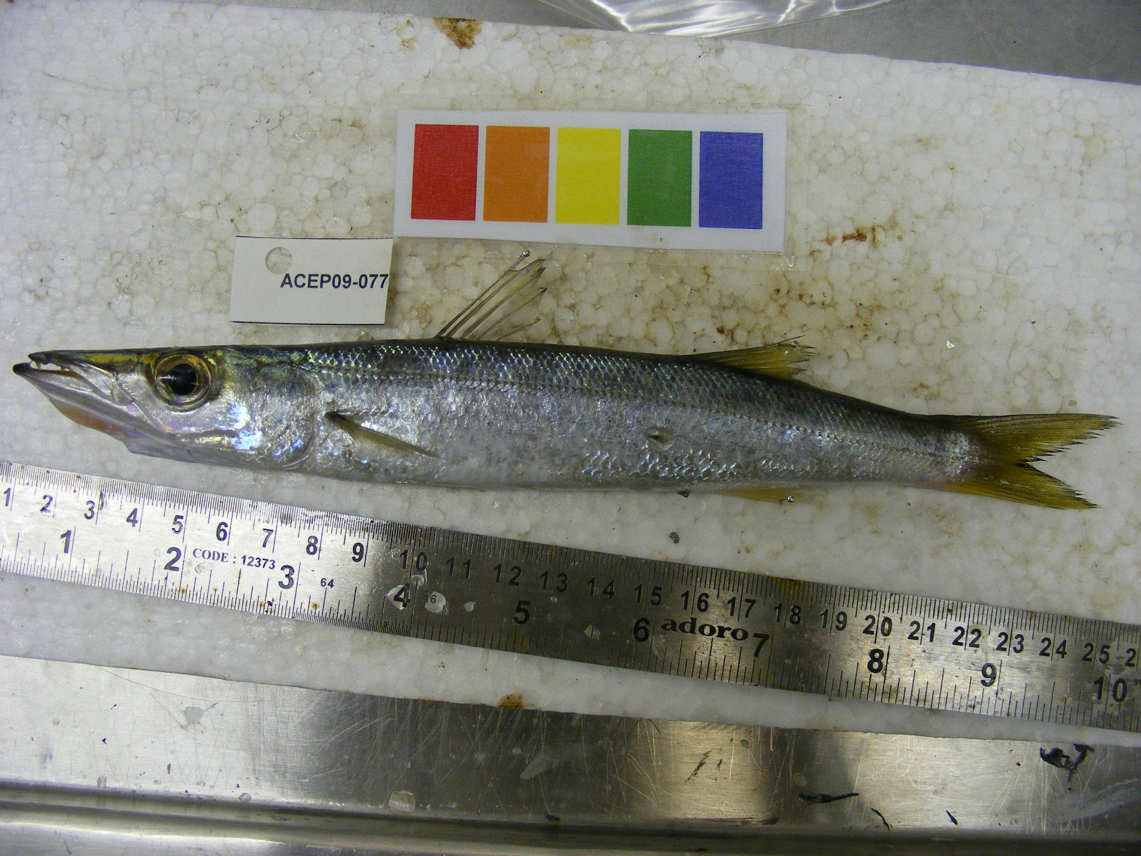 Yellowstripe barracuda (Sphyraena chrysotaenia) — Sphyraenidae — 3