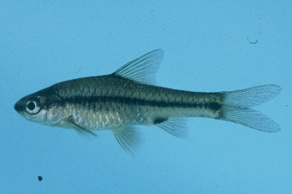 Broadband barb (Enteromius macrotaenia) — Cyprinidae — 2