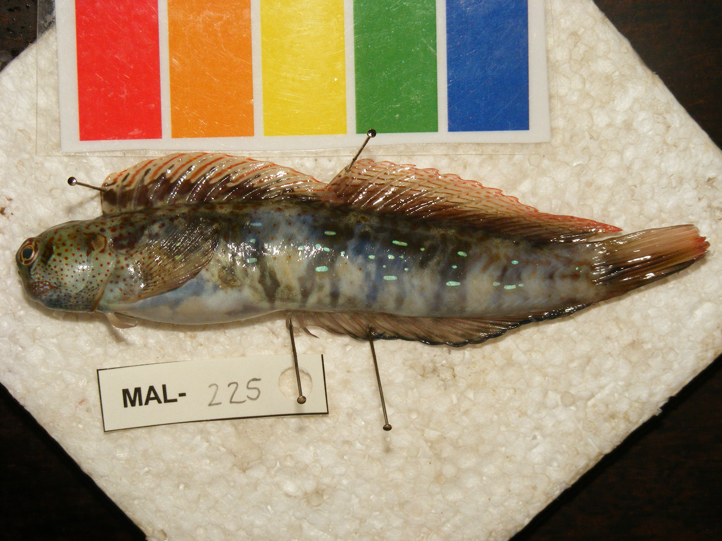 Blue-dashed rockskipper (Blenniella periophthalmus) — Blenniidae — 3