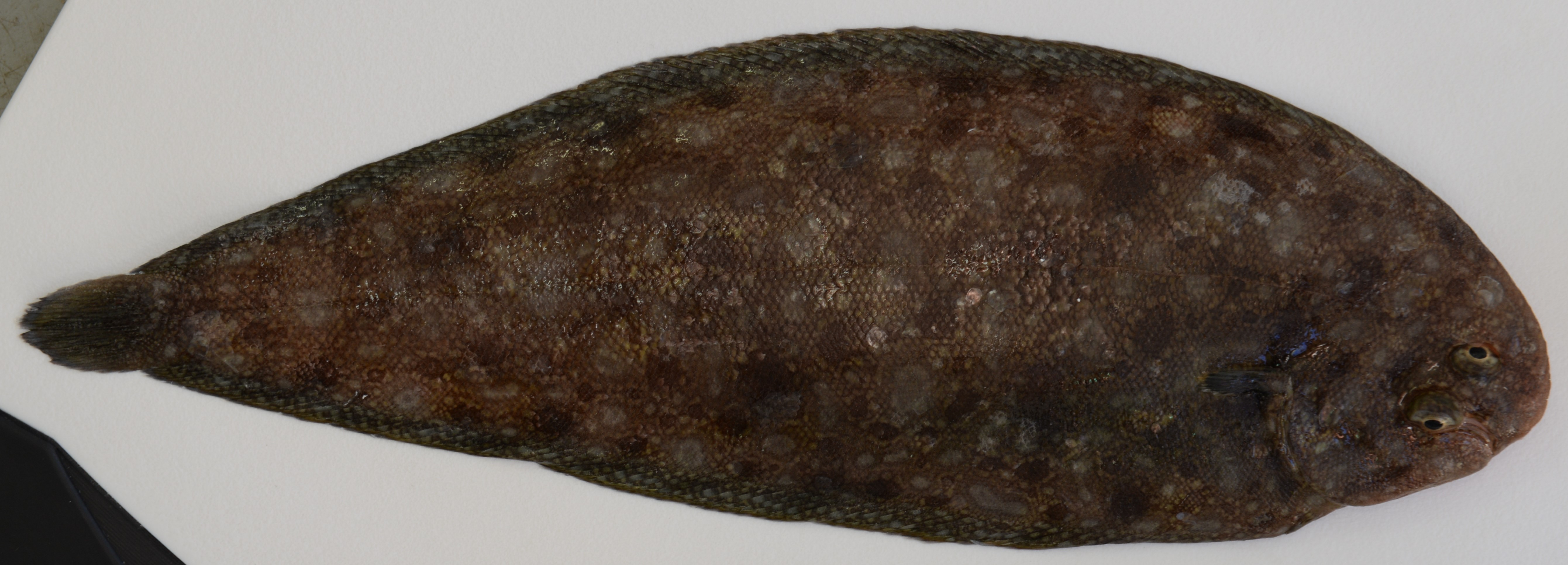 Klein's sole (Synapturichthys kleinii) — Soleidae — 2