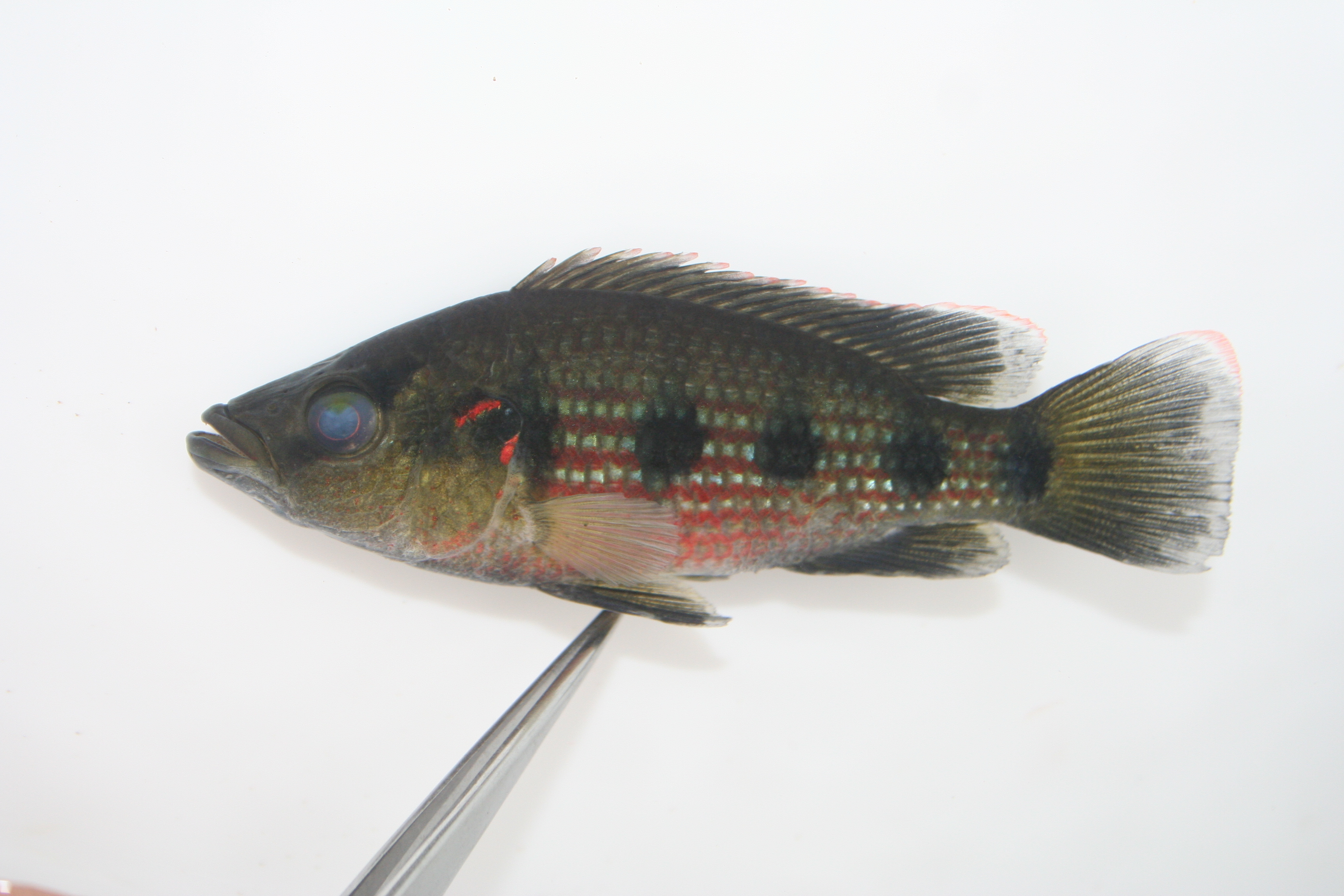 Angola-juweelcichlide (Hemichromis angolensis) — Cichlidae — 4
