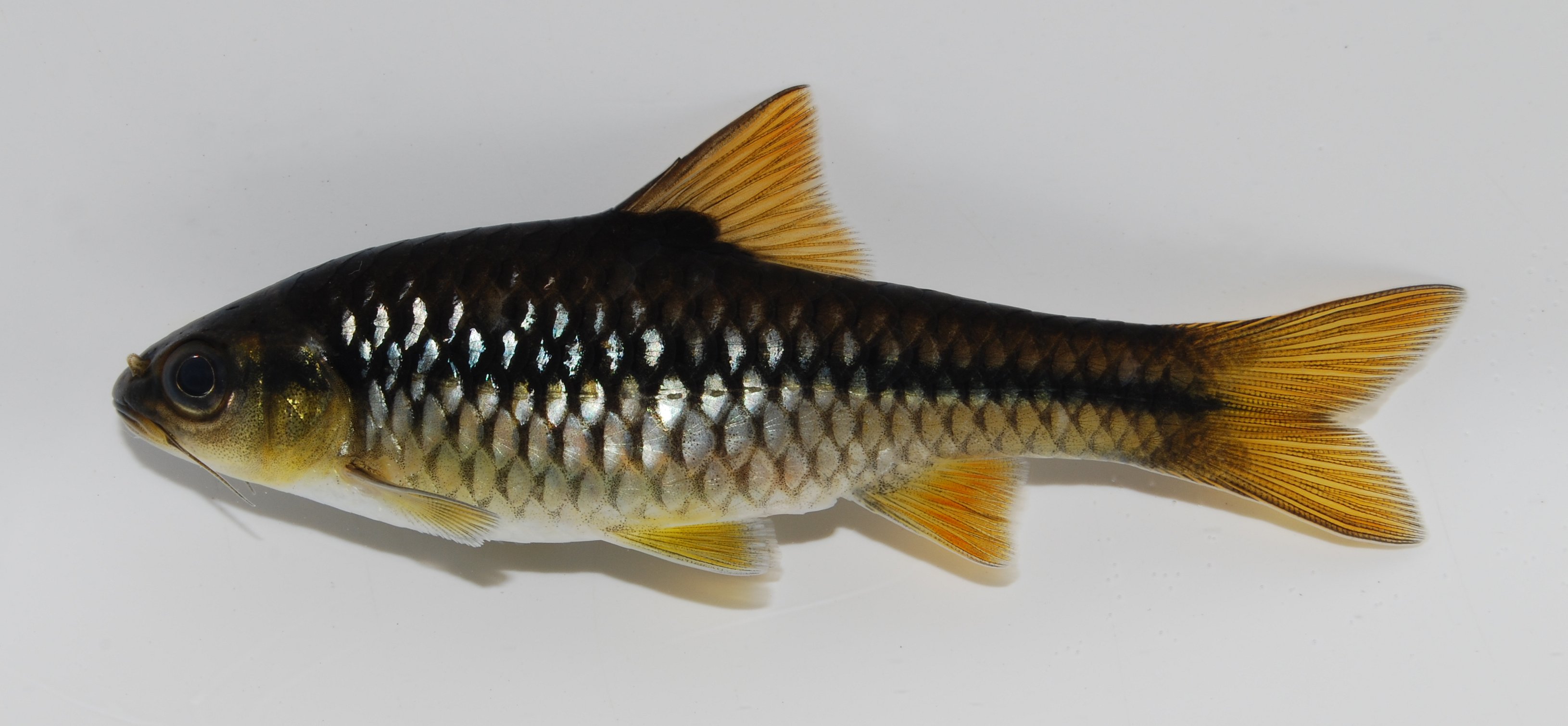 Smallscale barb (Enteromius miolepis) — Cyprinidae — 2