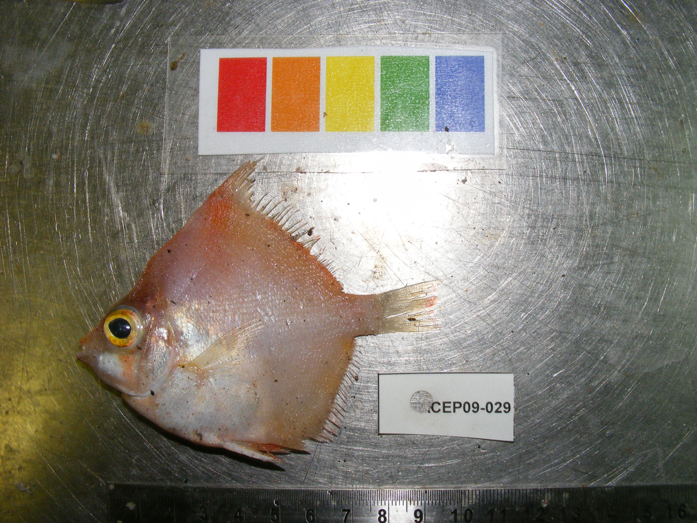 Boarfish (Antigonia rubescens) — Caproidae — 5