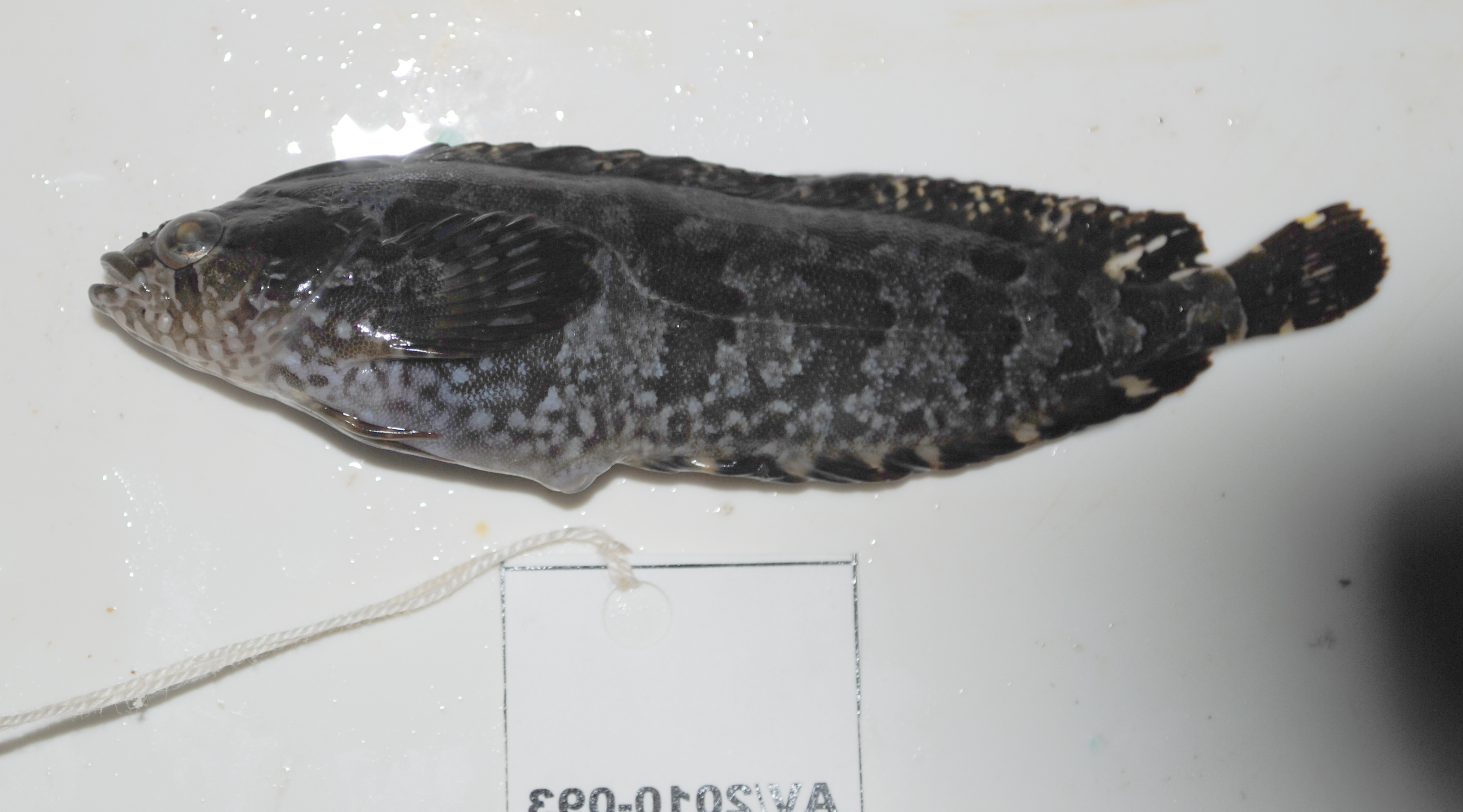 Laurent's klipfish (Pavoclinus laurentii) — Clinidae — 3