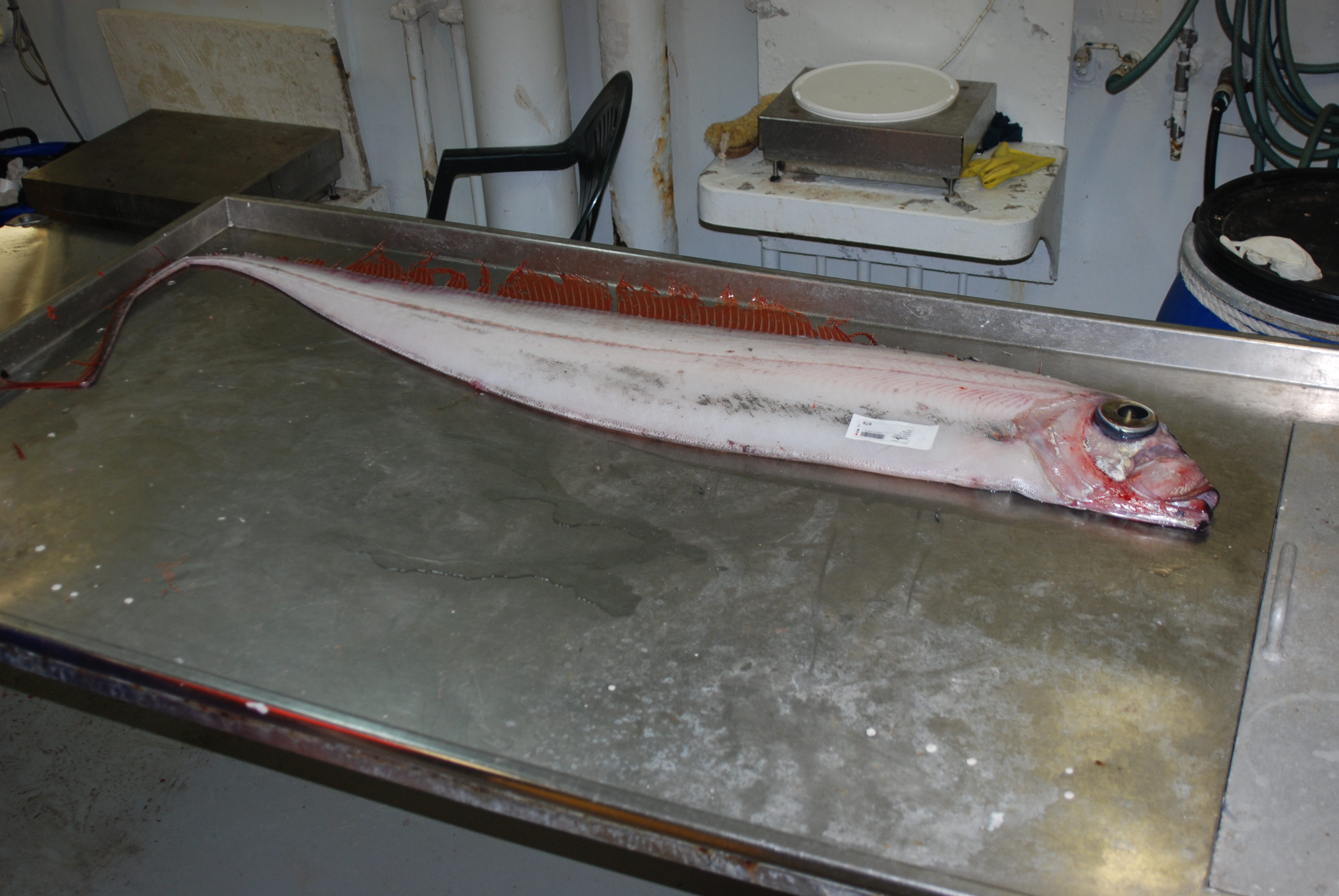 Deal fish (Trachipterus trachypterus) — Trachipteridae — 3