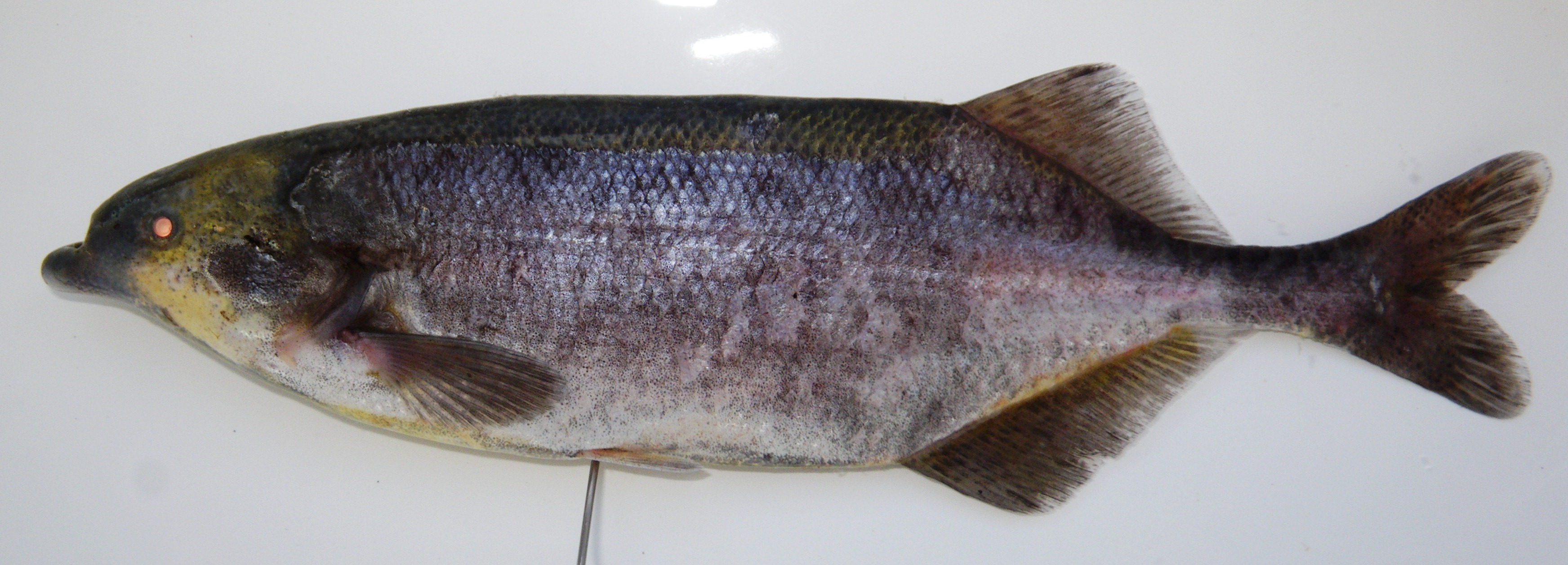 Bulldog (Marcusenius macrolepidotus) — Mormyridae — 2
