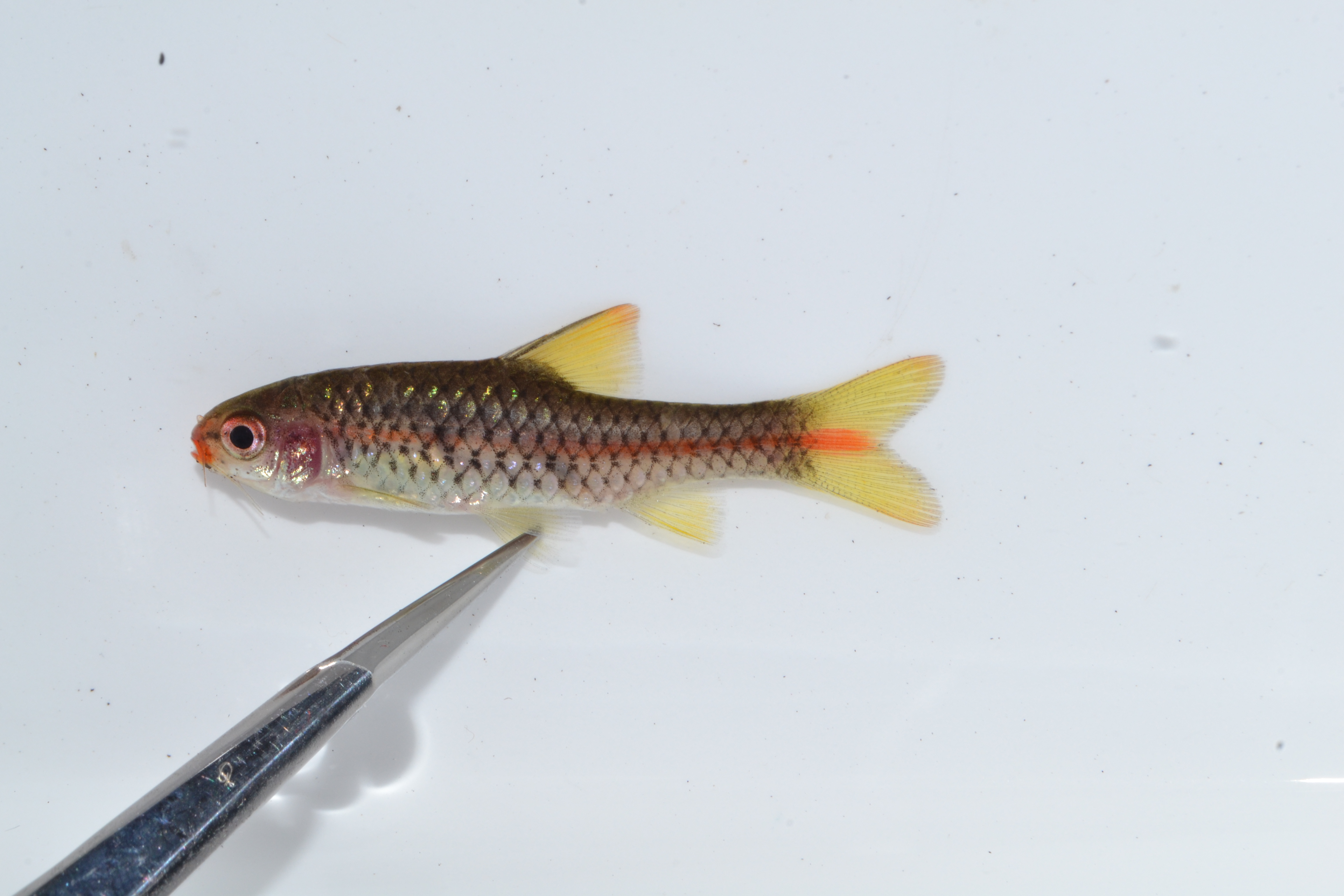 Chicapa barb (Enteromius chicapaensis) — Cyprinidae